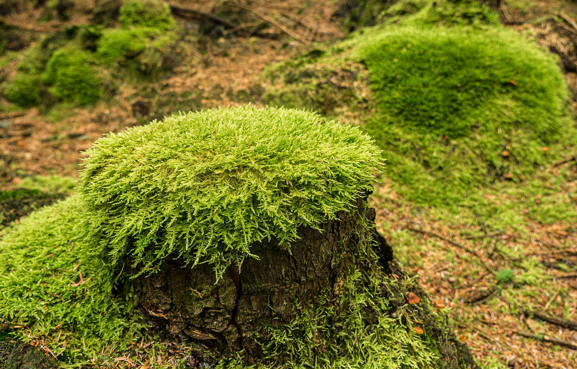 Three Rock, Dublin Mountains, 19 Sep 2016