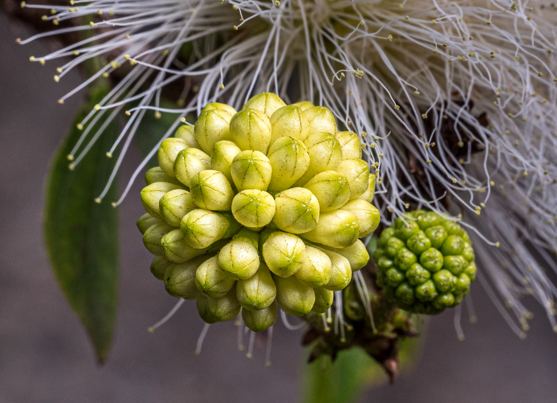 Calliandra haematocephala, Hijuela del Botánico, La Orotava, Tenerife, 30 Jan 2022