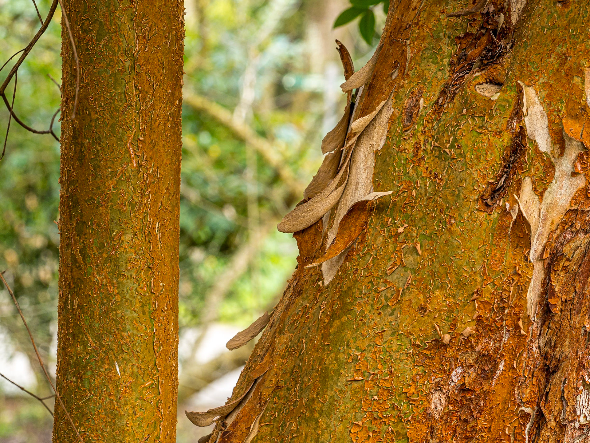 Botanic Gardens, Dublin, 23 Mar 2016