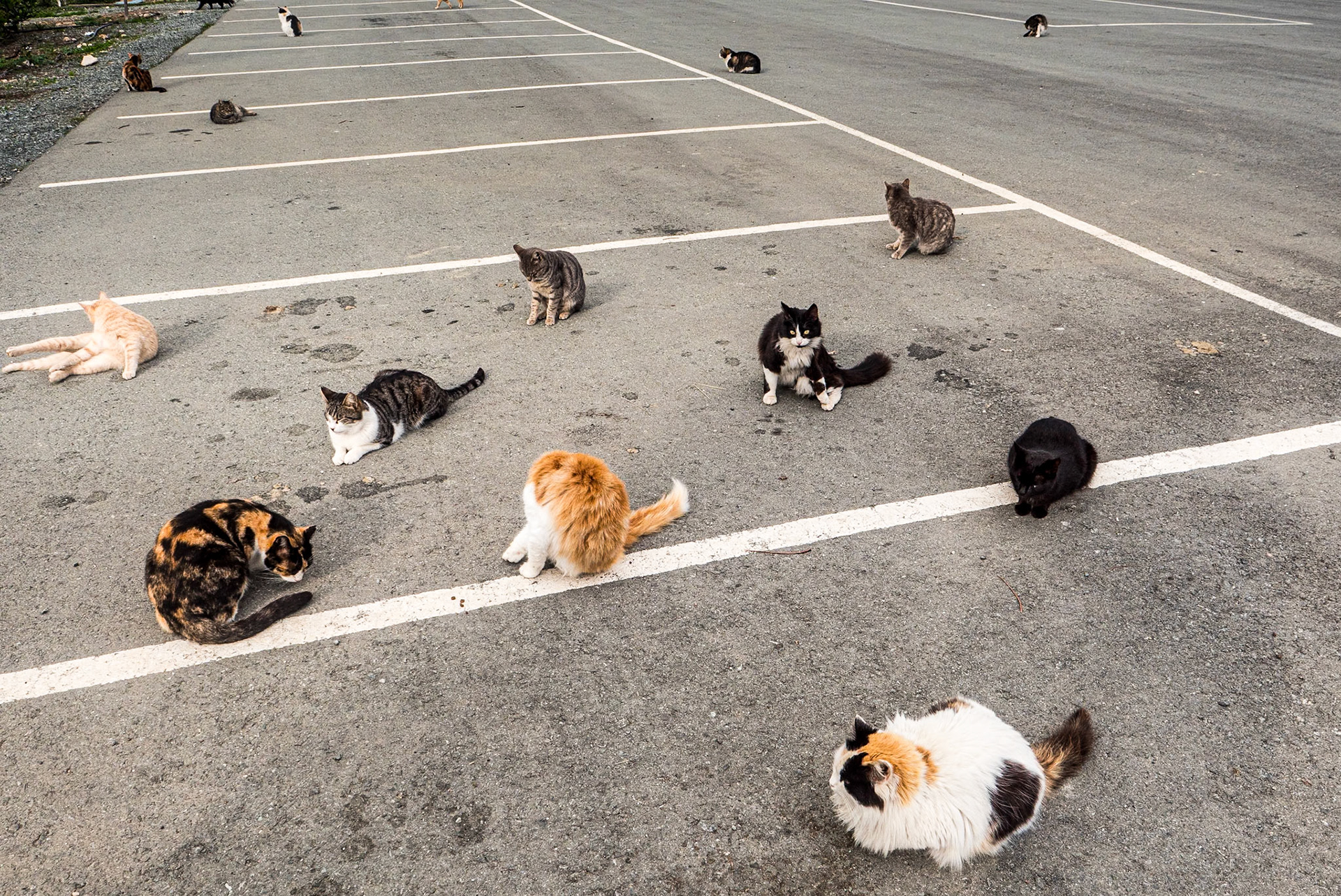 Holy Monastery of St Nicholas of the Cats, Cyprus, 11 Feb 2025