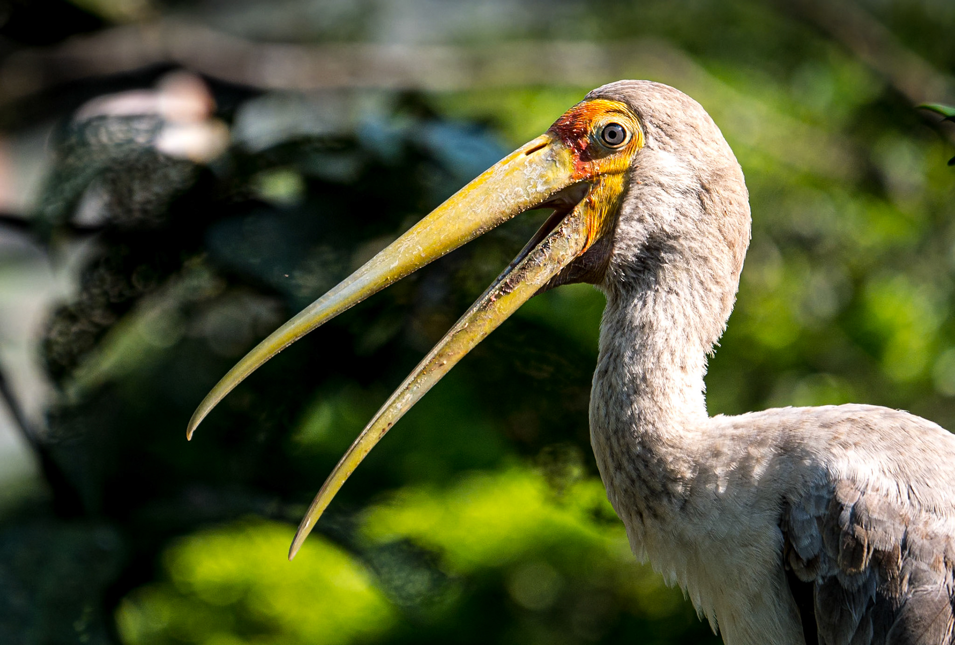 Kuala Lumpur Bird Park, 1 Jun 2017