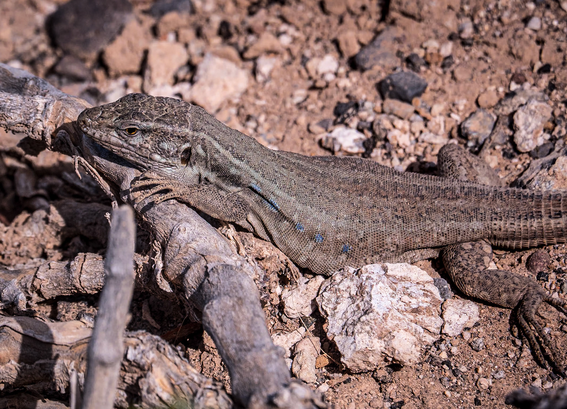 Lizard, Alcalá, Tenerife, 27 Feb 2023