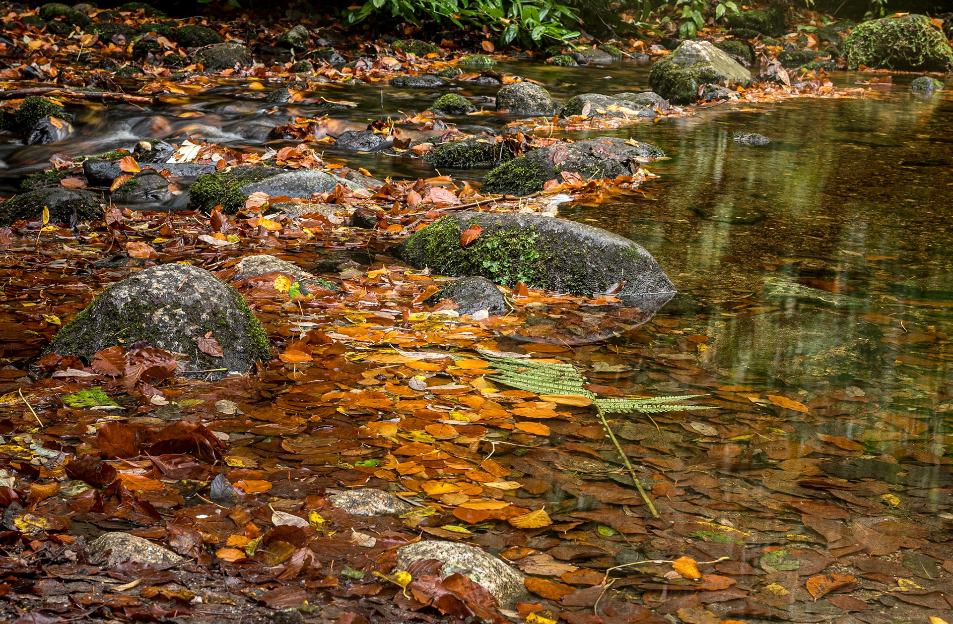 Massy's Estate, Co Dublin, 15 Nov 2021