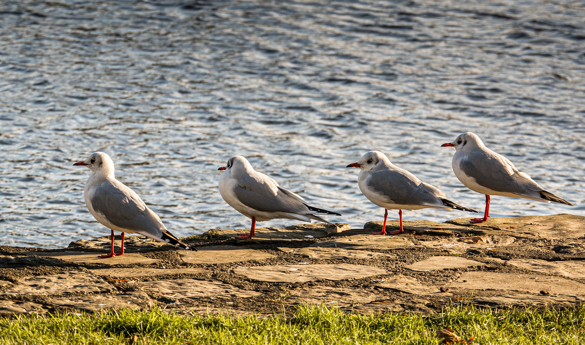 Ballydehob, Co Cork, 22 Nov 2016