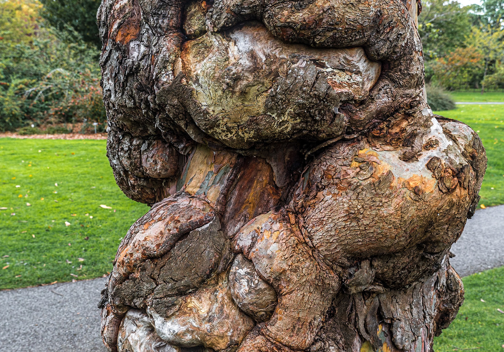 Eucalyptus Gunnii, Botanic Gardens, Dublin, 13 Oct 2020