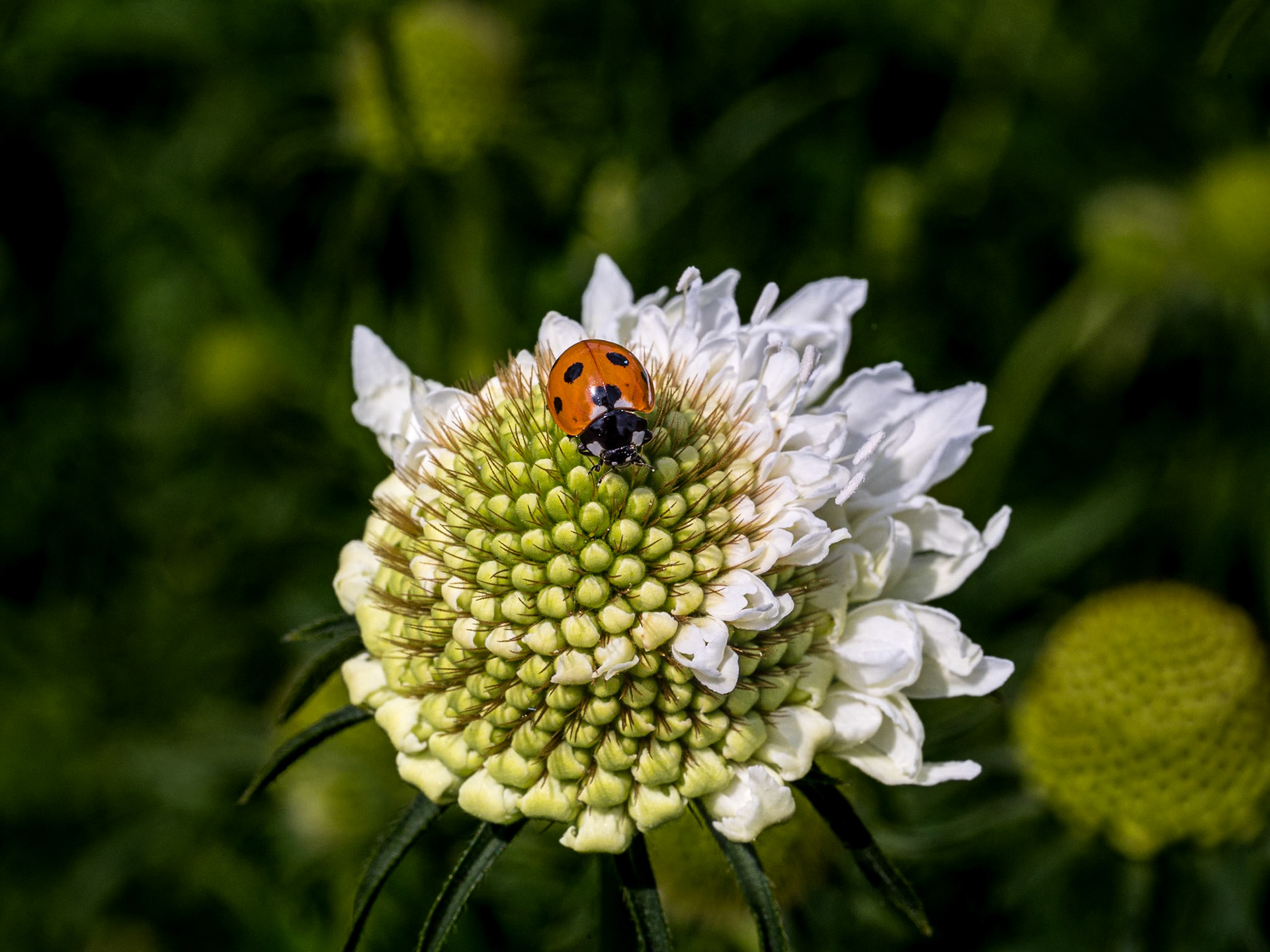 Botanic Gardens, Co Dublin, 21 Jun 2023