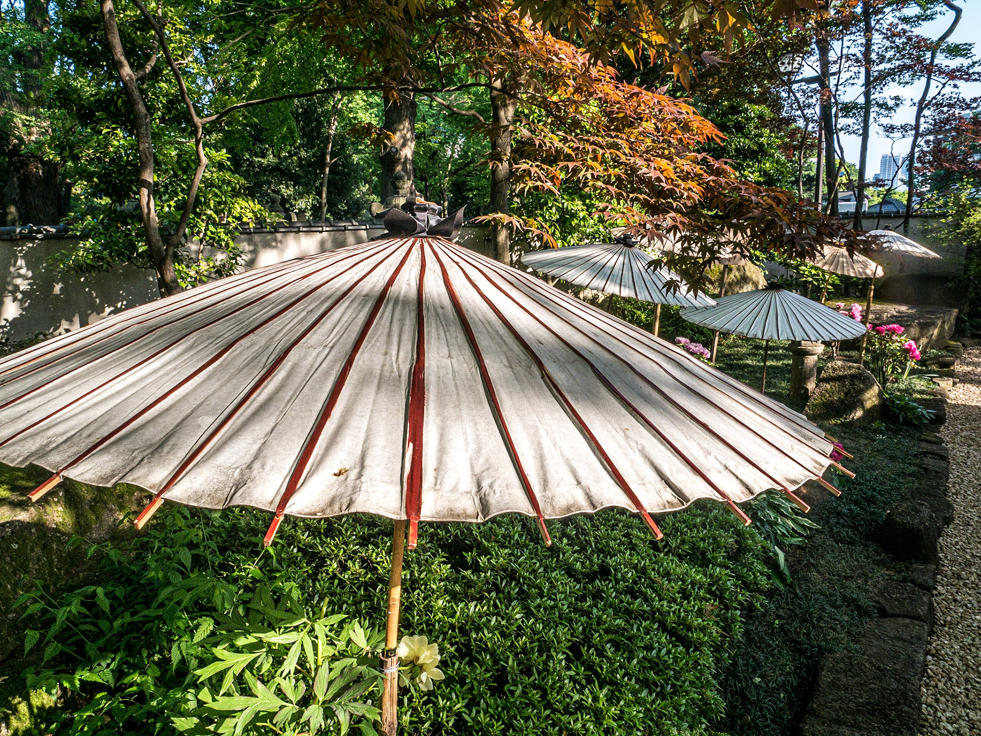 Toshogu Peony Garden, Ueno Park, Tokyo, 30 Apr 2016
