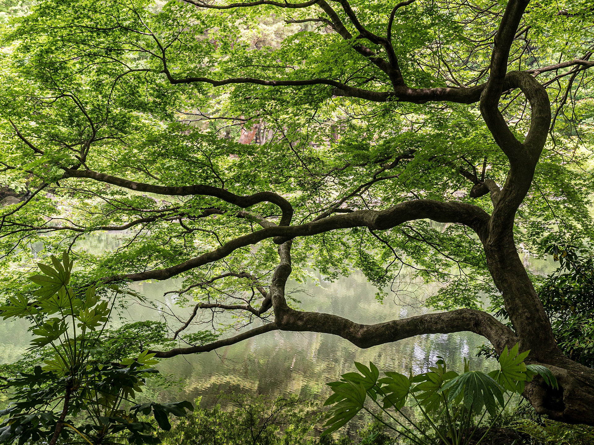 Shinjuku Gyoen National Garden, Tokyo, 3 May 2016