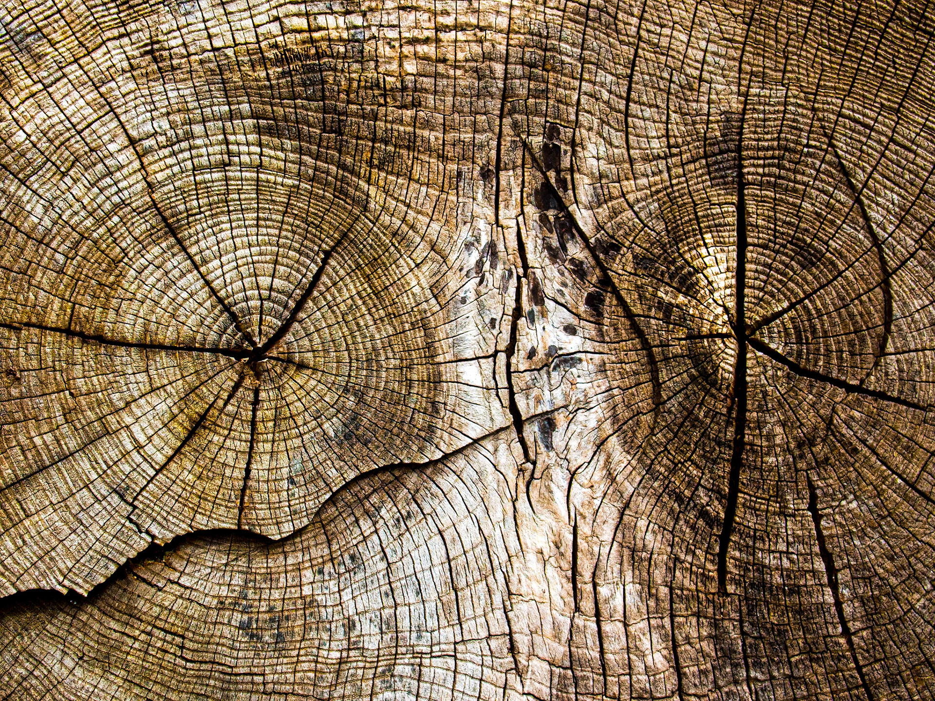 Near Lough Dan, Co Wicklow, 28 Apr 2013