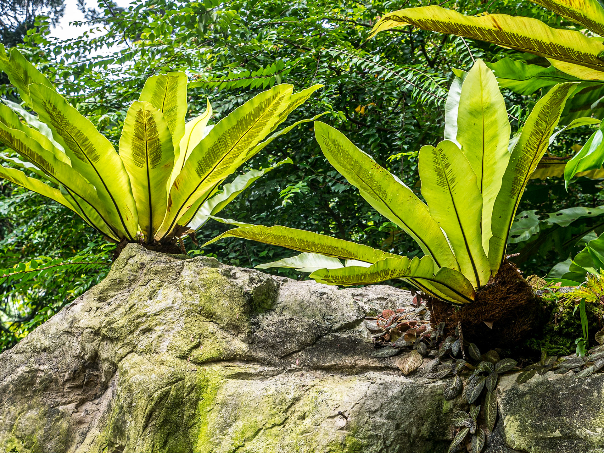 Orchid Garden, Singapore Botanic Gardens, 5 Jun 2017