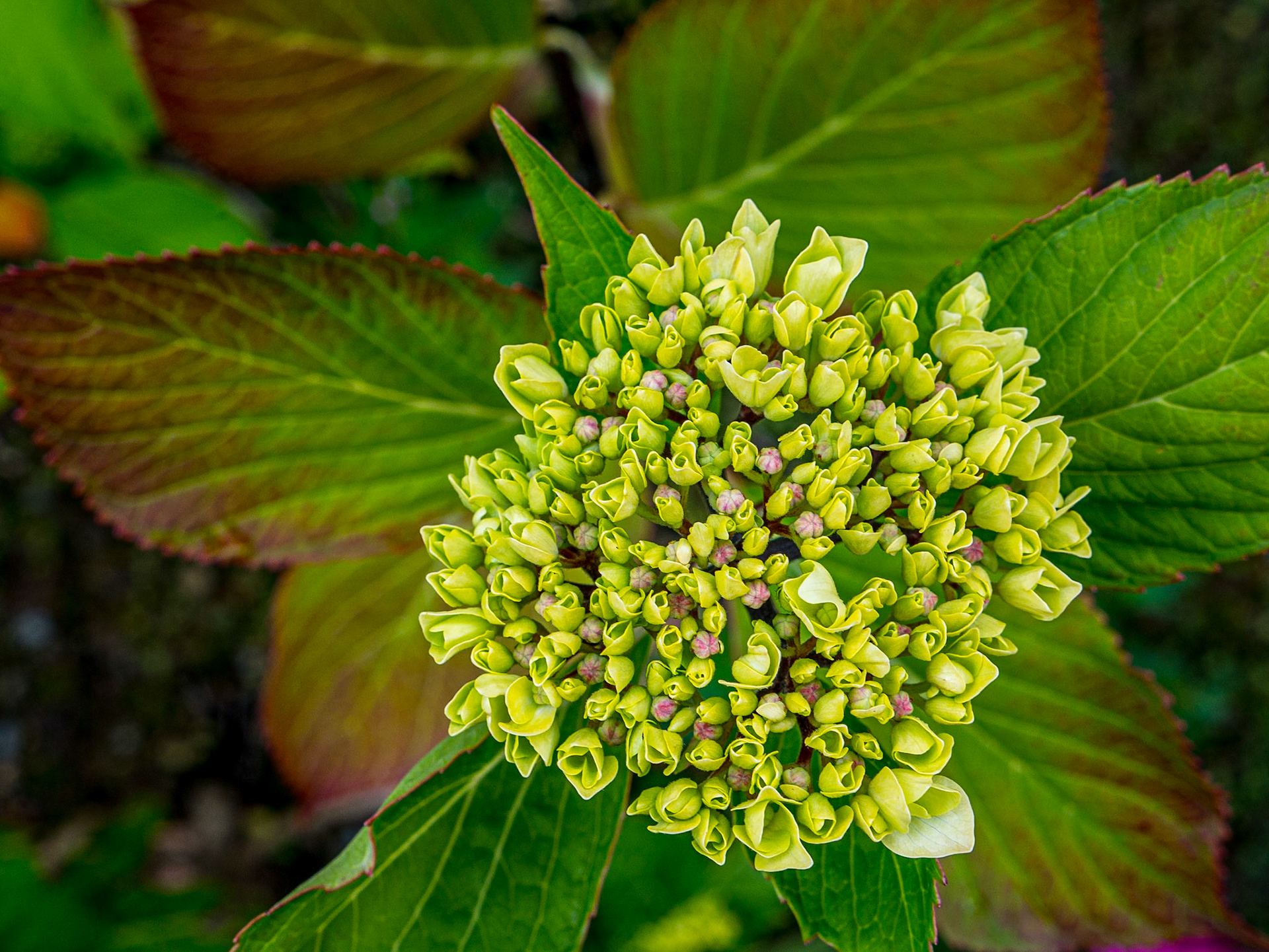 Mount Congreve Gardens, Co Waterford, 3 Jul 2016