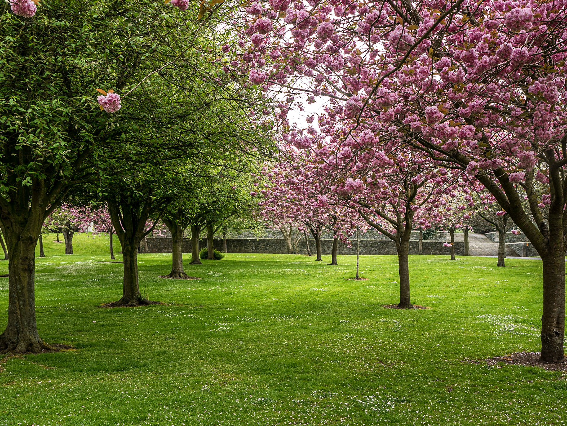 Cherry blossom, War Memorial Gardens, Islandbridge, Dublin, 9 May 2016