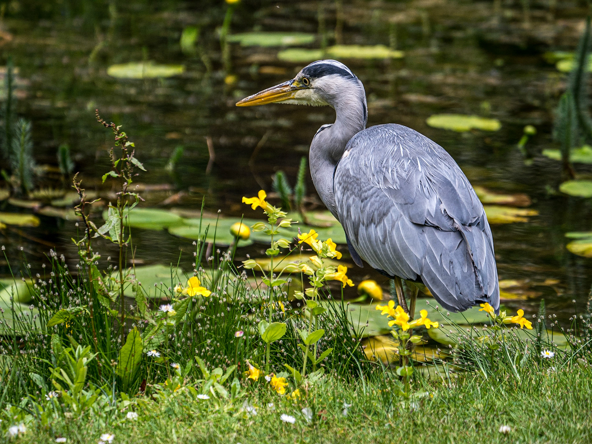 Heron, Botanic gardens, Dublin, 25 Jun 2015