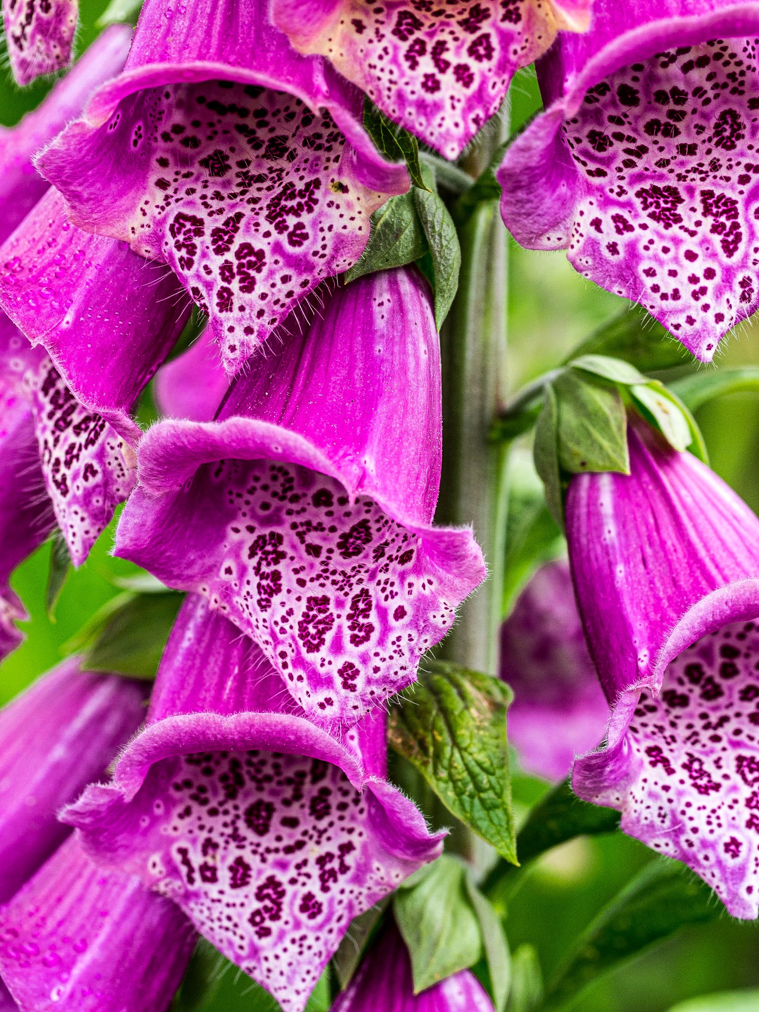 Foxglove, Botanic Gardens, Dublin, 18 May 2014