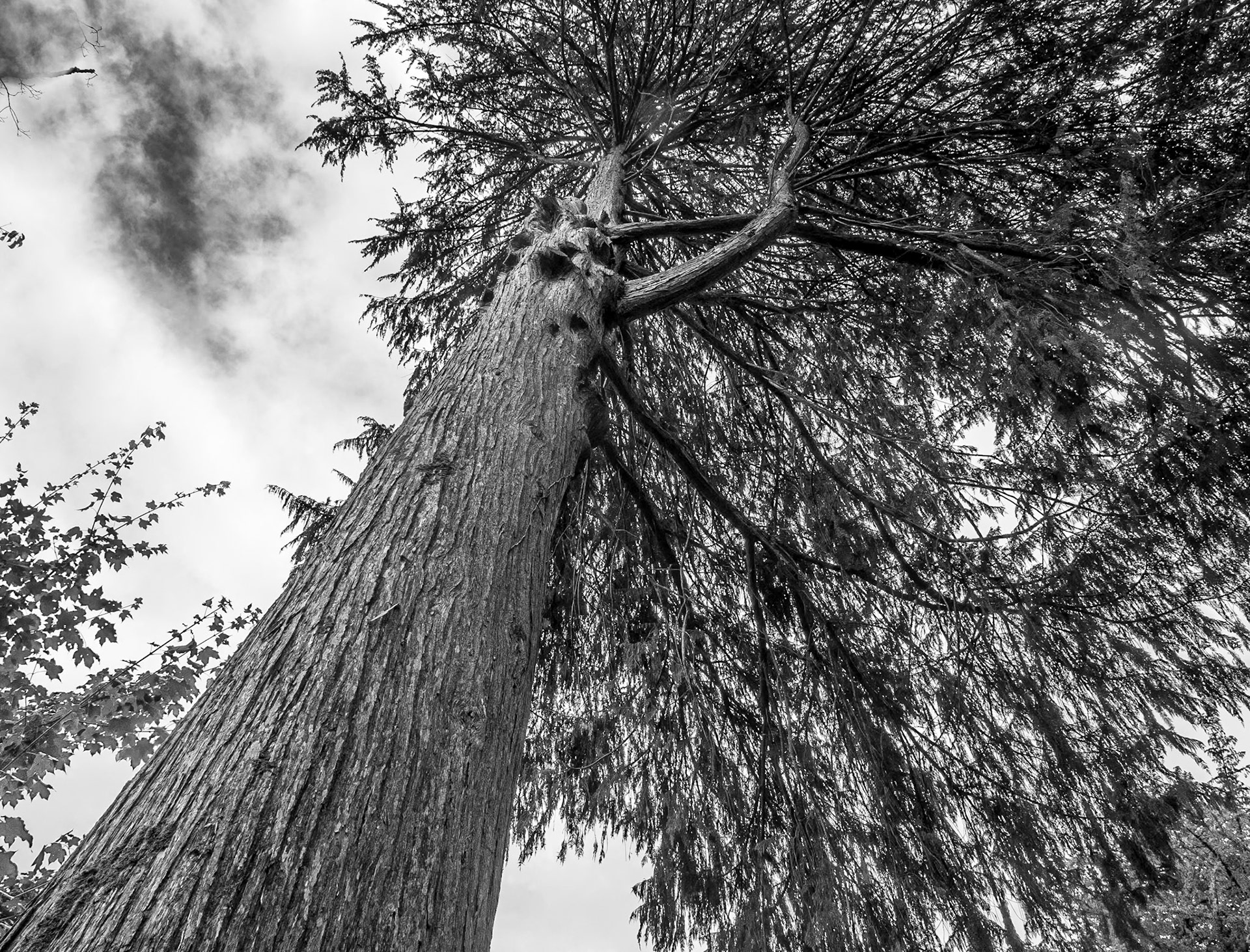 Cupressus nootkatensis, Birr Castle Demesne, Co Offaly, 3 Aug 2016