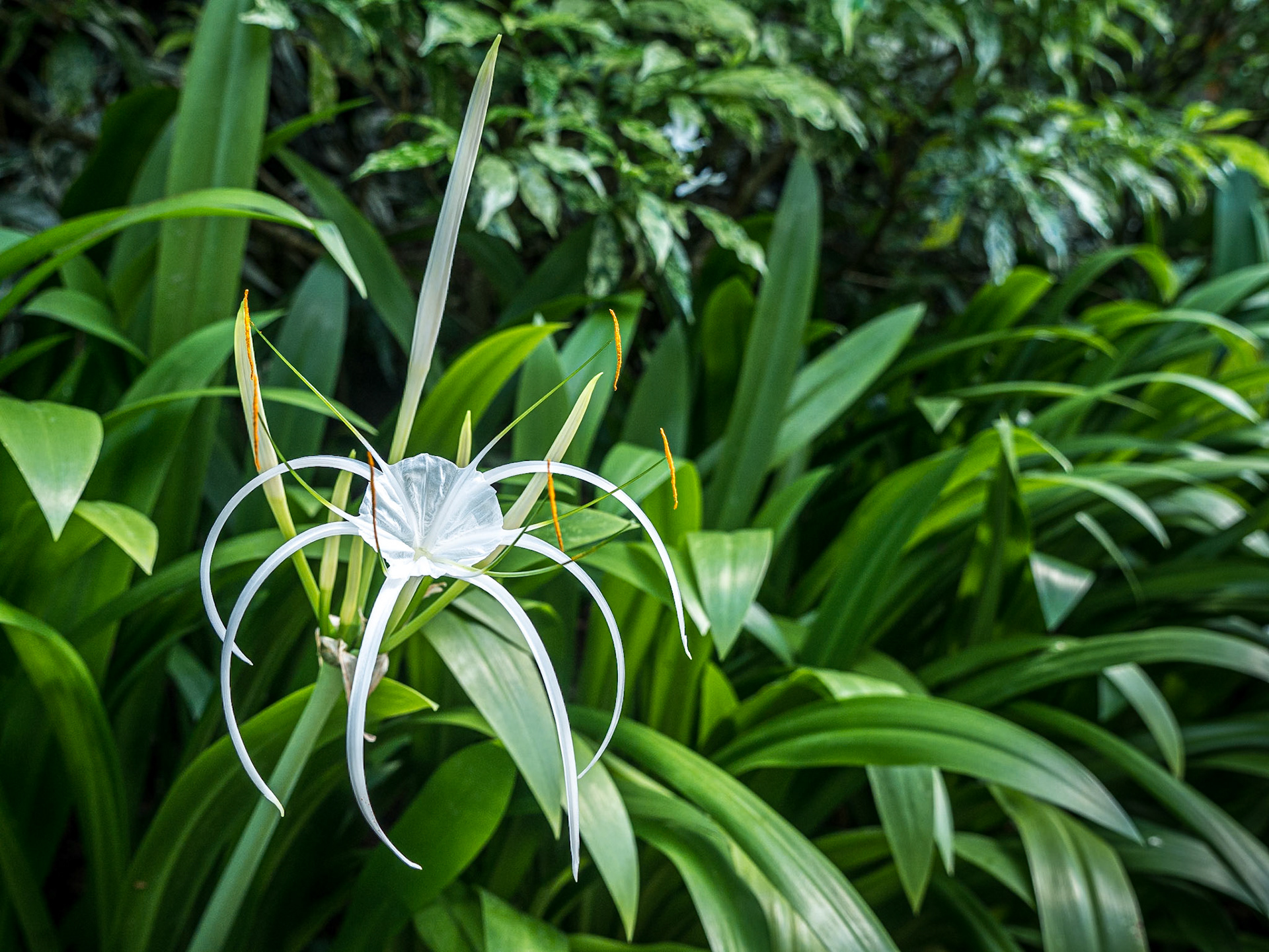 Gardens by the Bay, Singapore, 3 Jun 2017