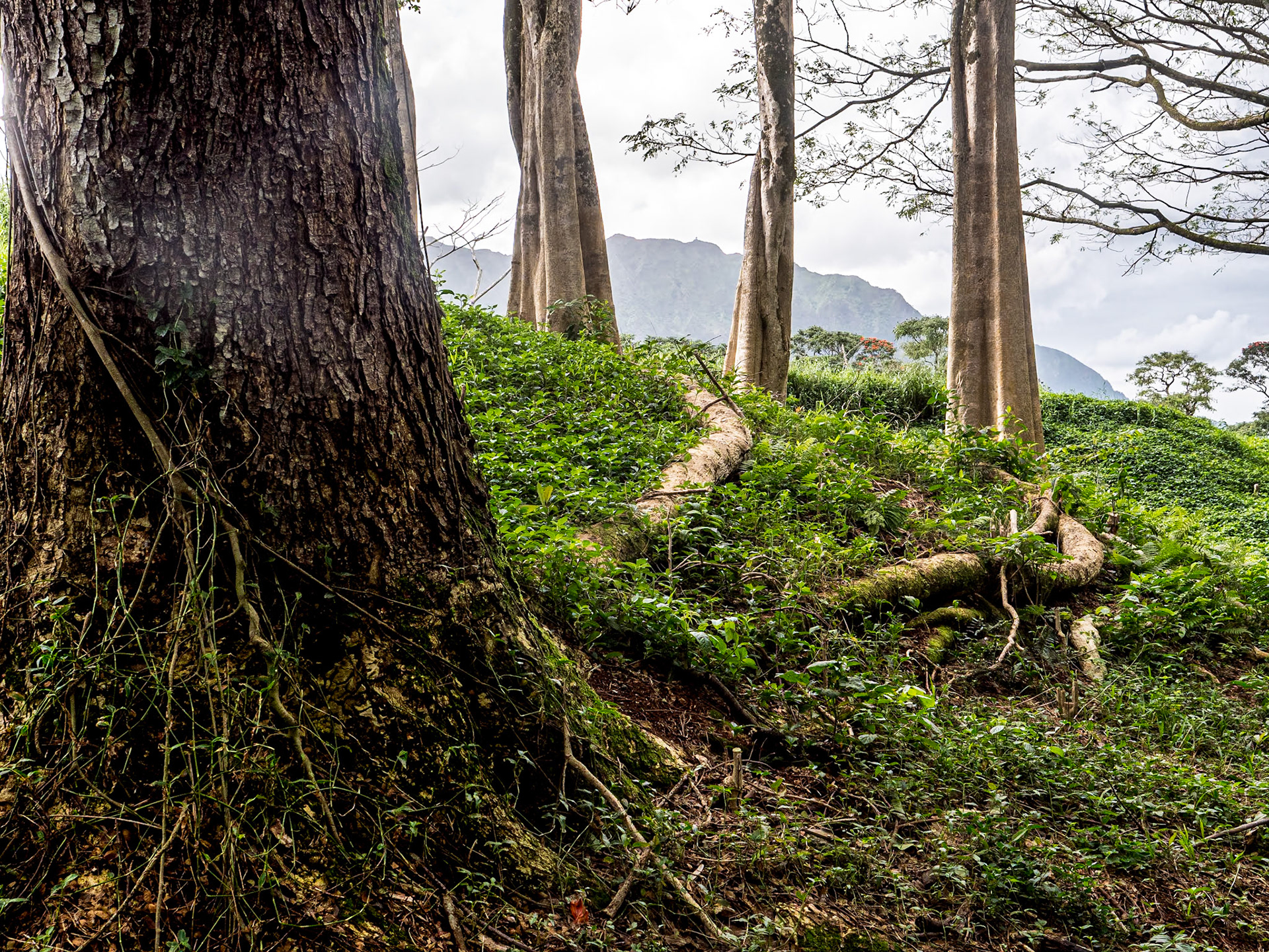 Likeke Falls Trail, Oahu, Hawaii, 31 Jan 2024