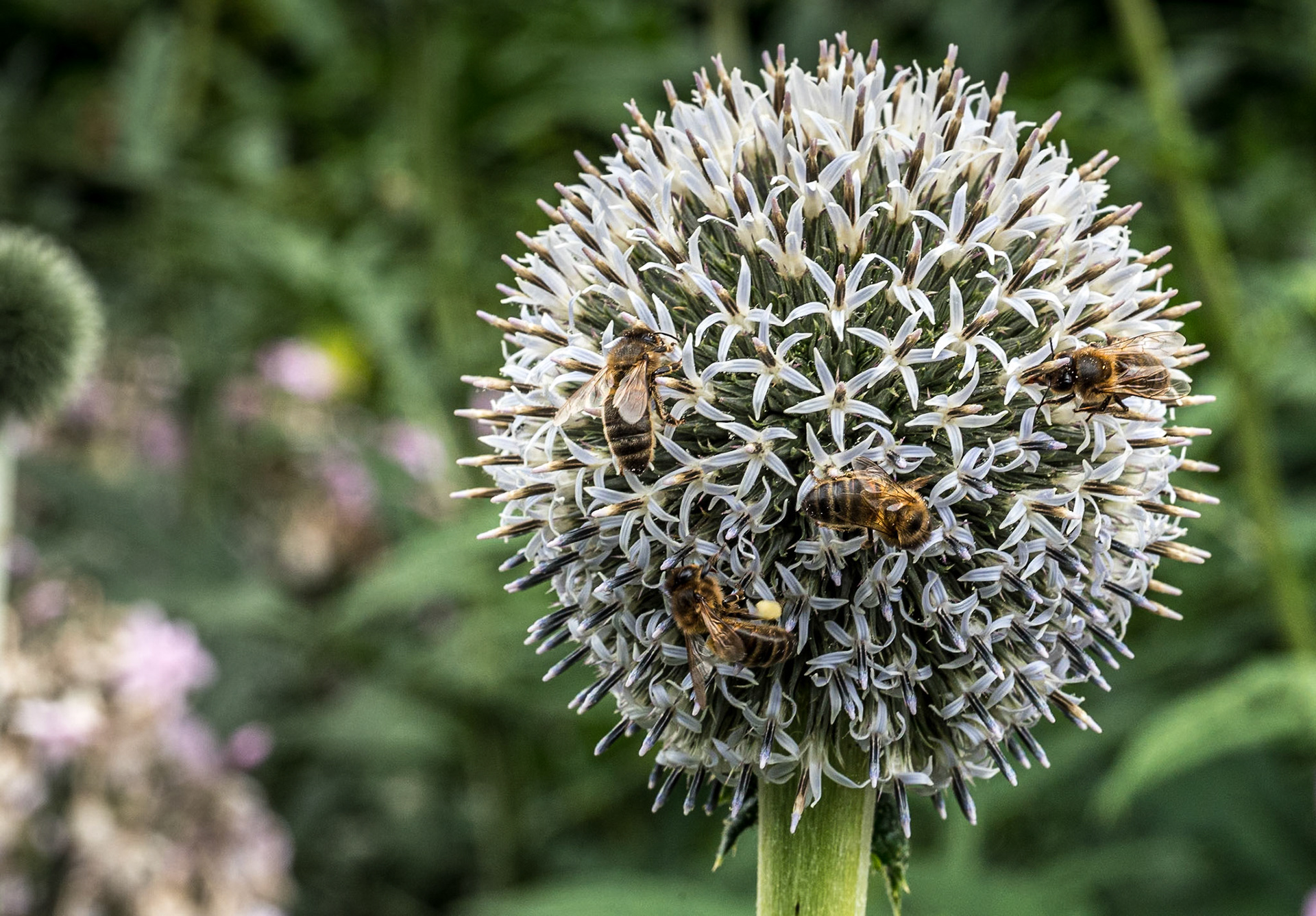Botanic Gardens, Dublin, 29 Jul 2022
