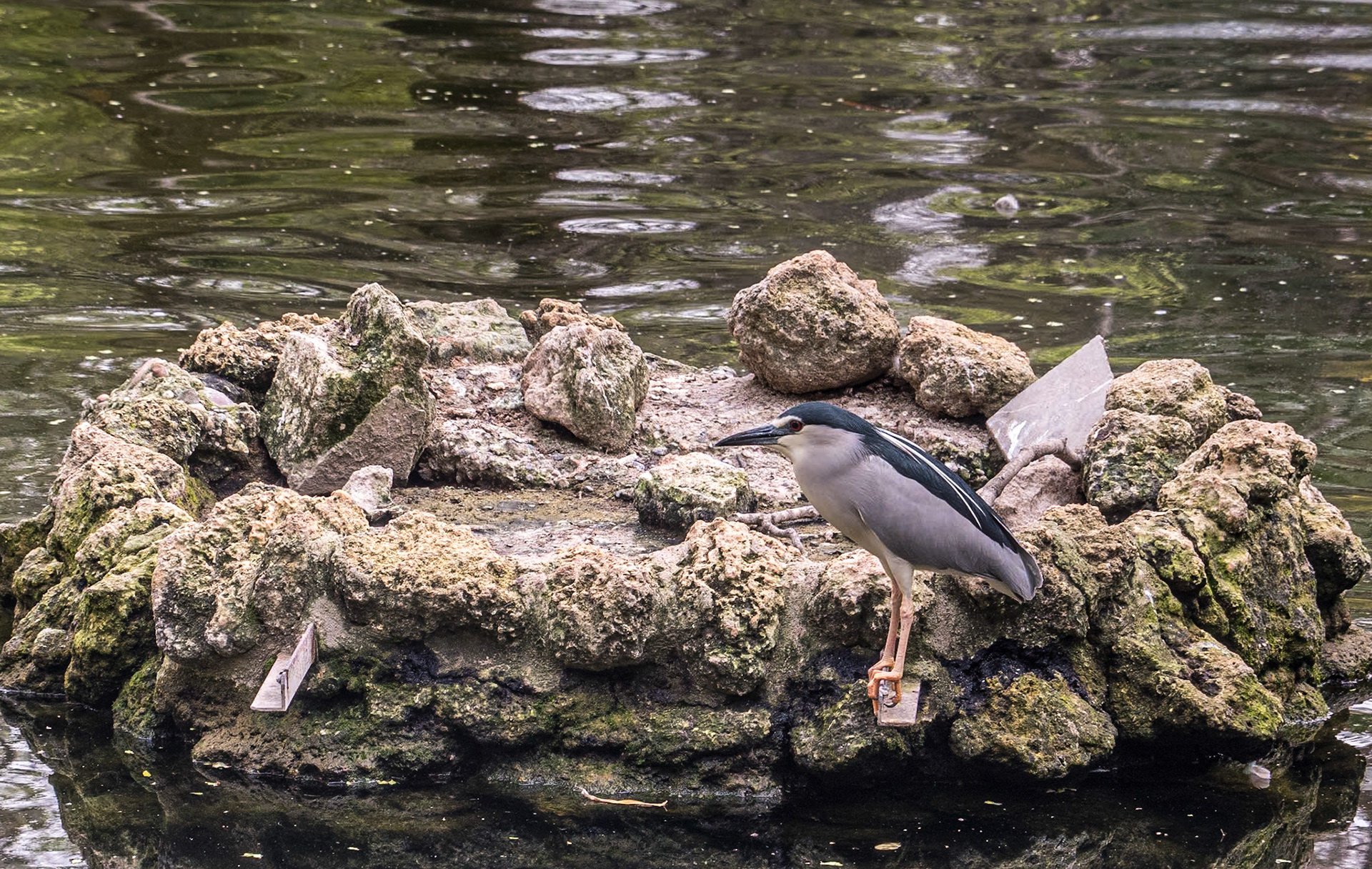 Black-crowned night heron, Parque de María Luisa, Seville, 19 Mar 2024