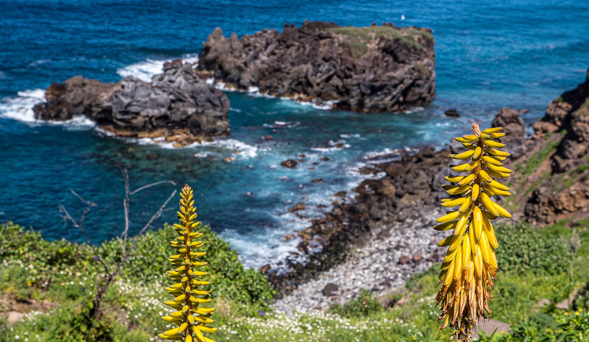 Above Playa de los Roques, San Juan de la Rambla, Tenerife, 25 Feb 2023