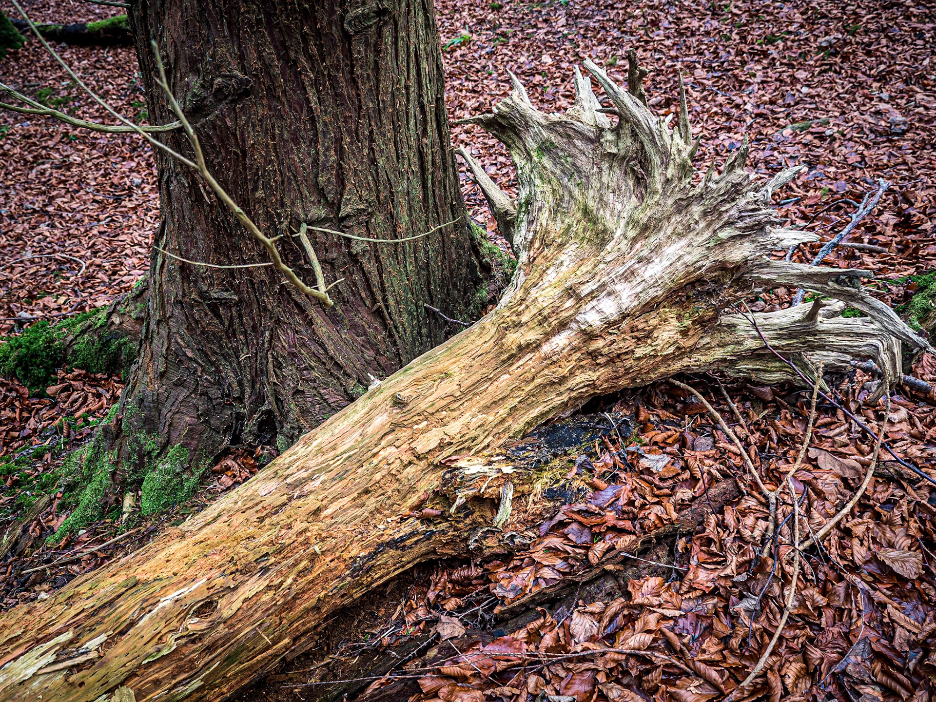 Massy's Estate, Co Dublin, 24 Nov 2020