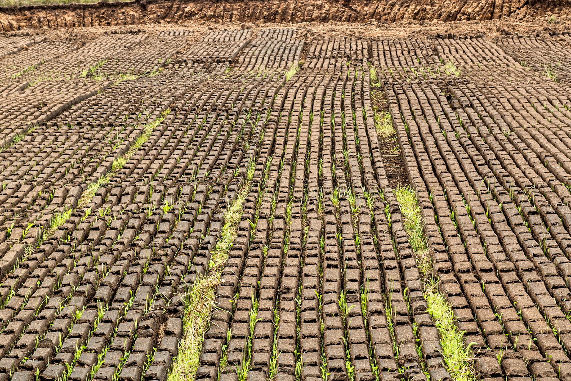Turf, Allenwood, Co Kildare, 25 Jul 2016
