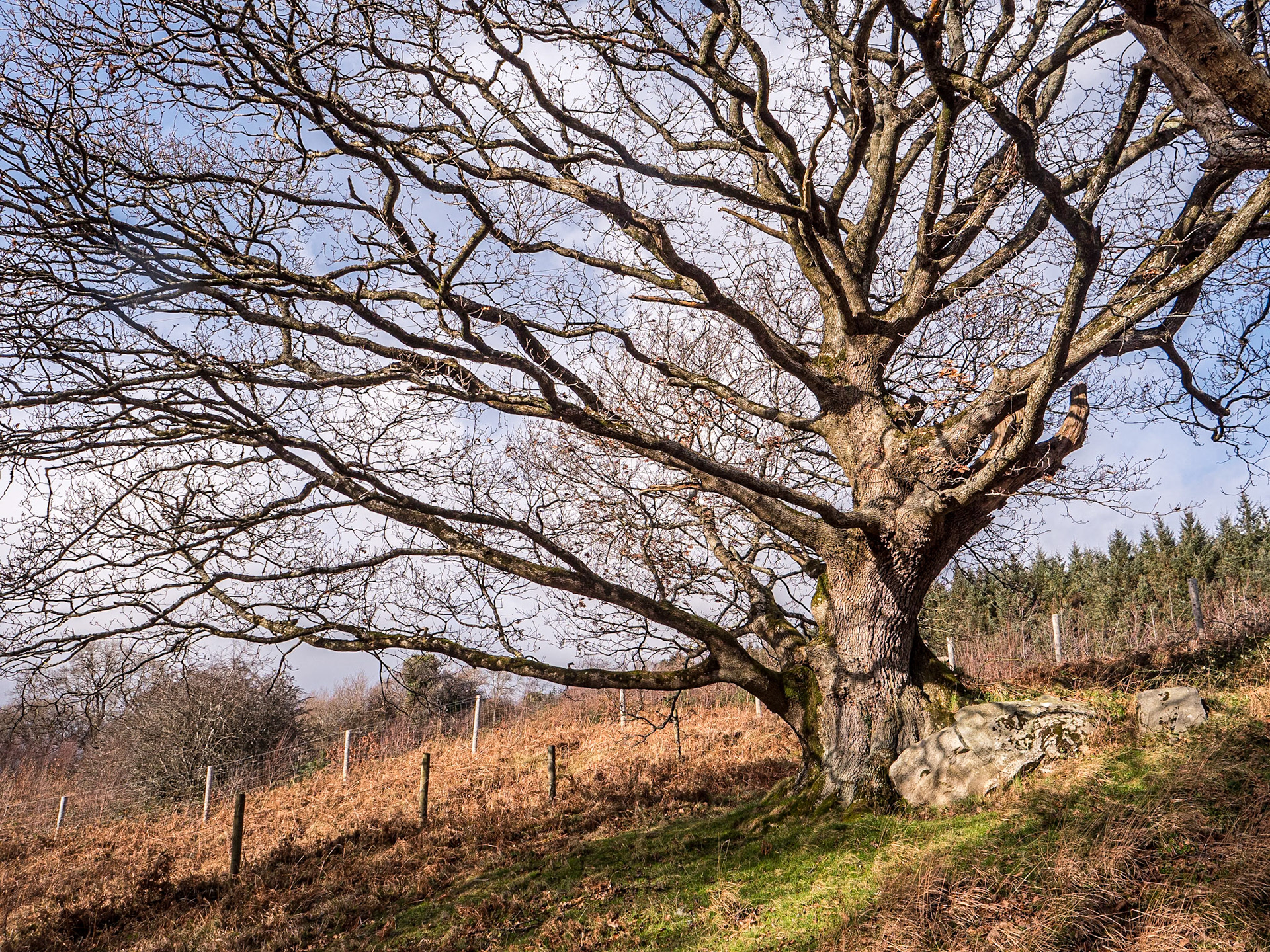 Knockree, Co Wicklow, 31 Jan 2023