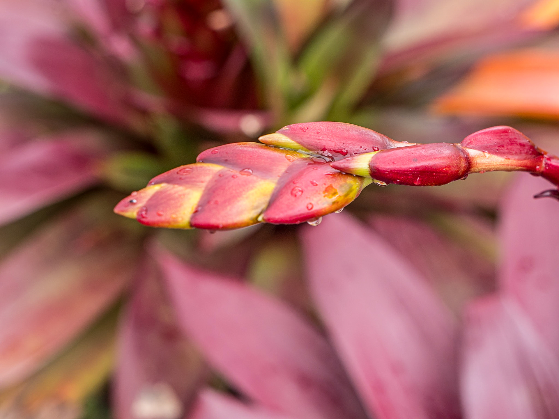 Dole Plantation, O'ahu, Hawaii, 29 Jan 2024