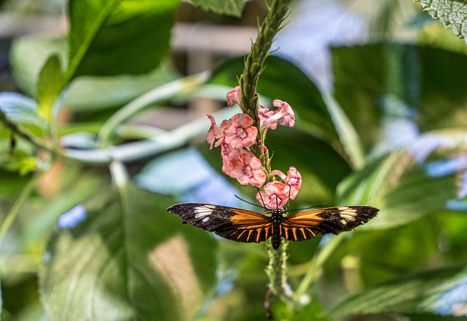 California Academy of Sciences, San Francisco, 15 Jan 2024