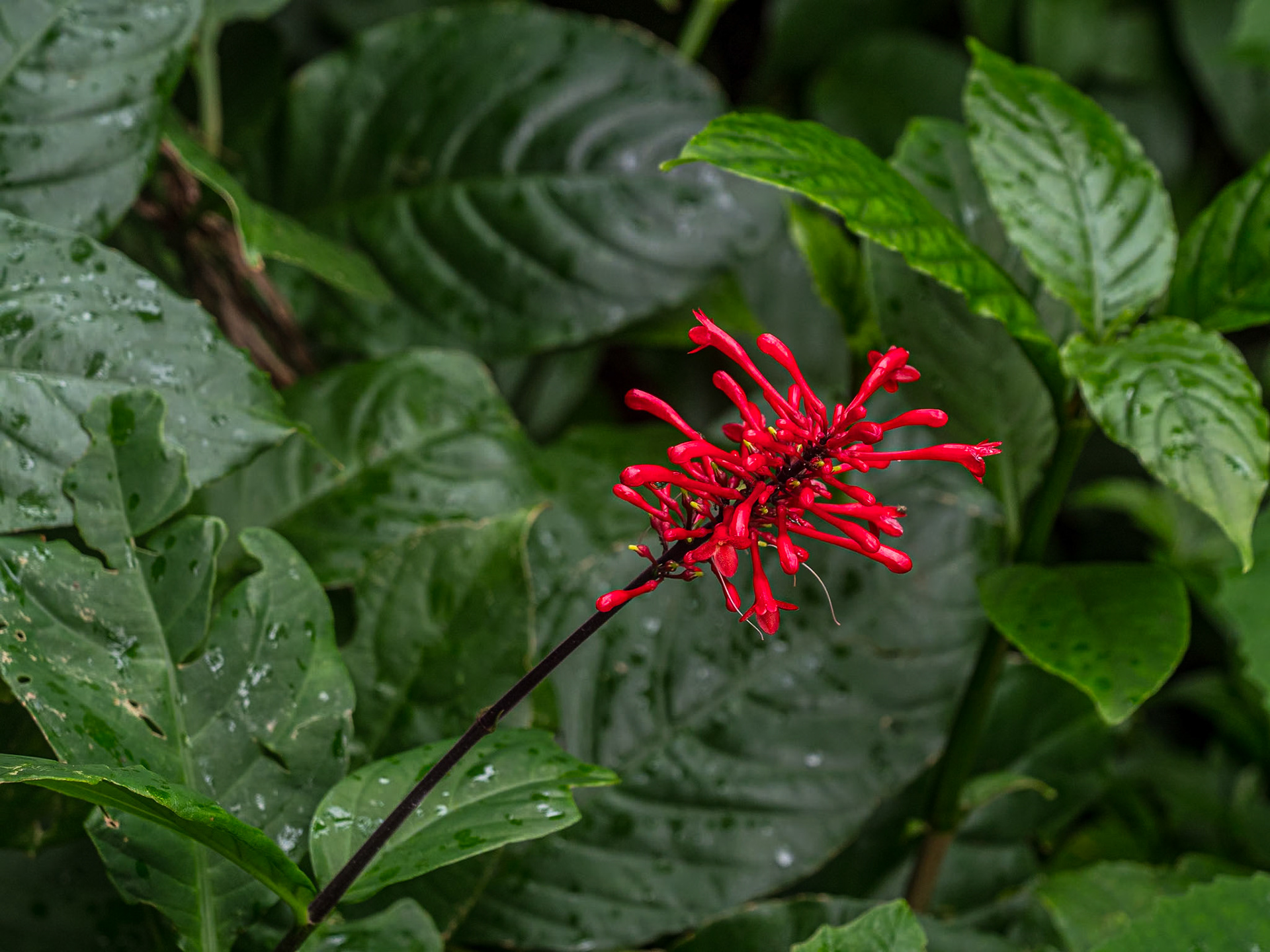 Judd Trail, O'ahu, Hawaii, 30 Jan 2024