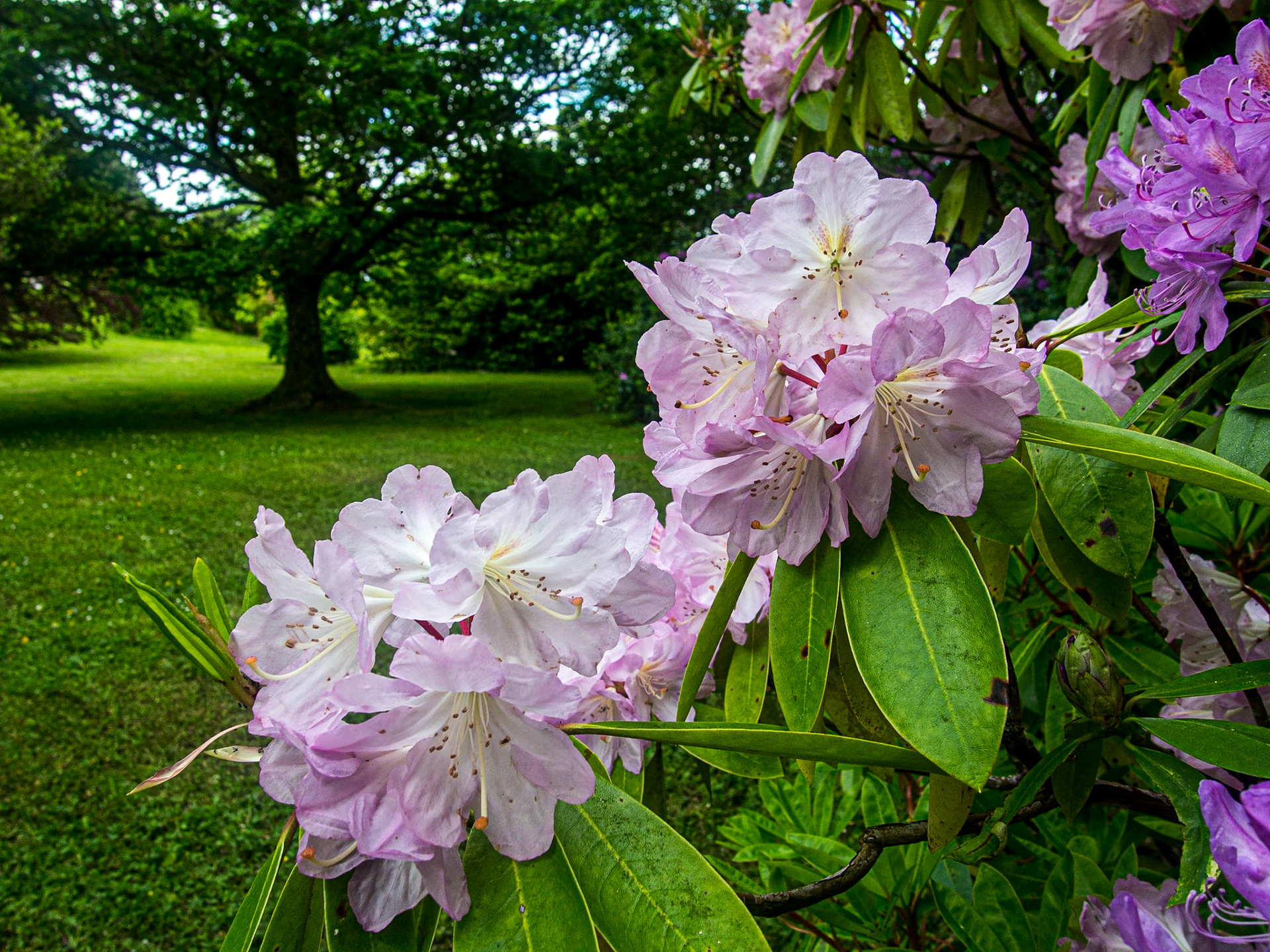 Florence Court, Co Fermanagh, 19 Jun 2013