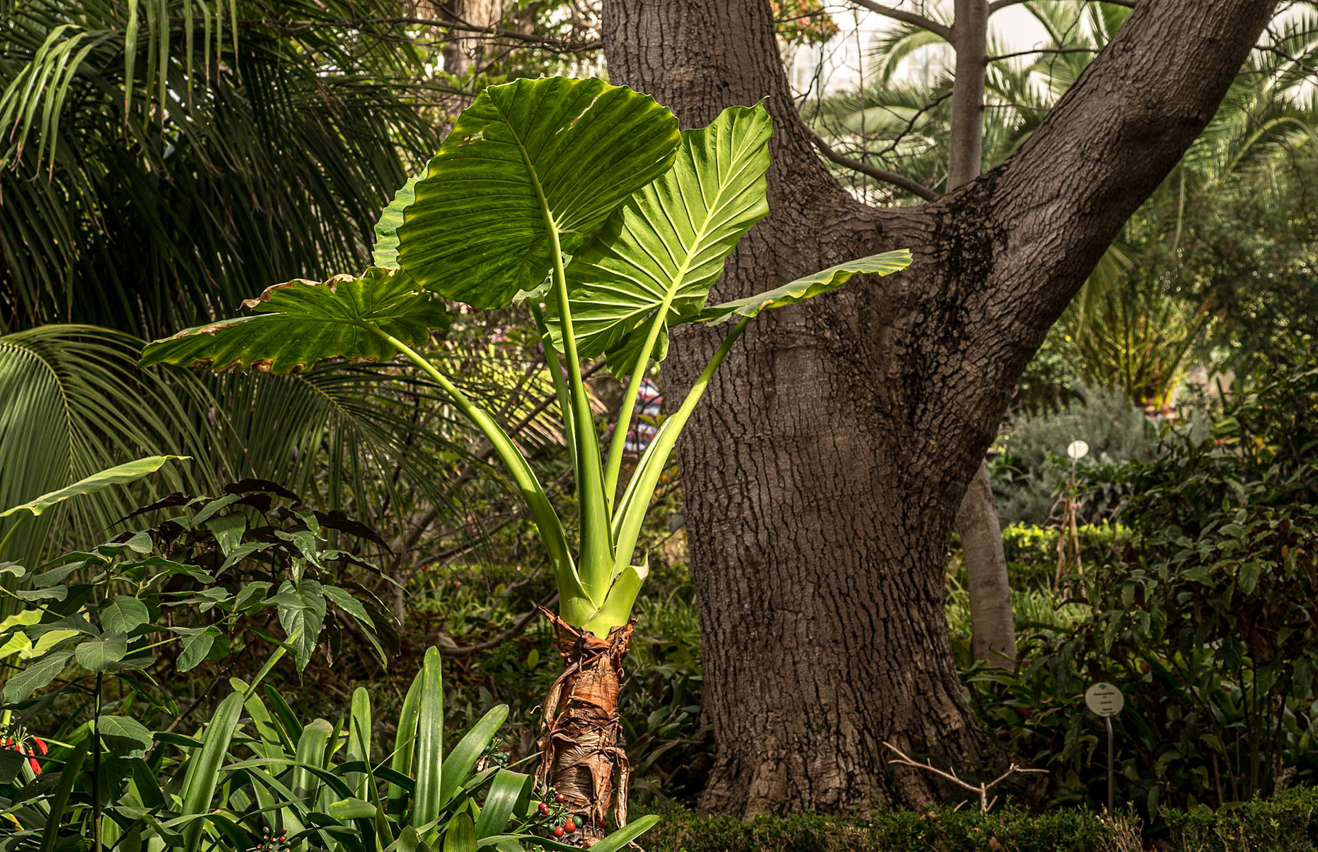 Hijuela del Botánico, La Orotava, Tenerife, 30 Jan 2022