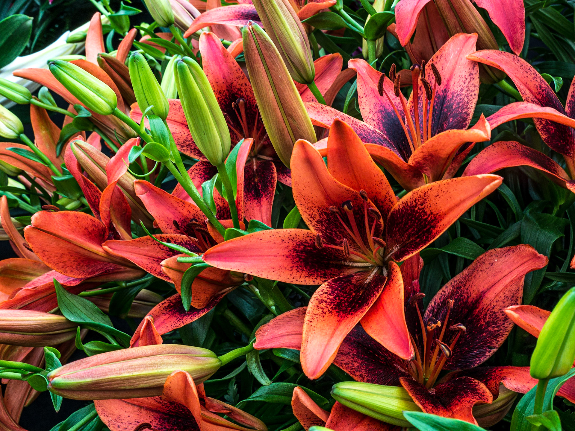 Bloom in the Park garden festival, Dublin, 3 Jun 2016
