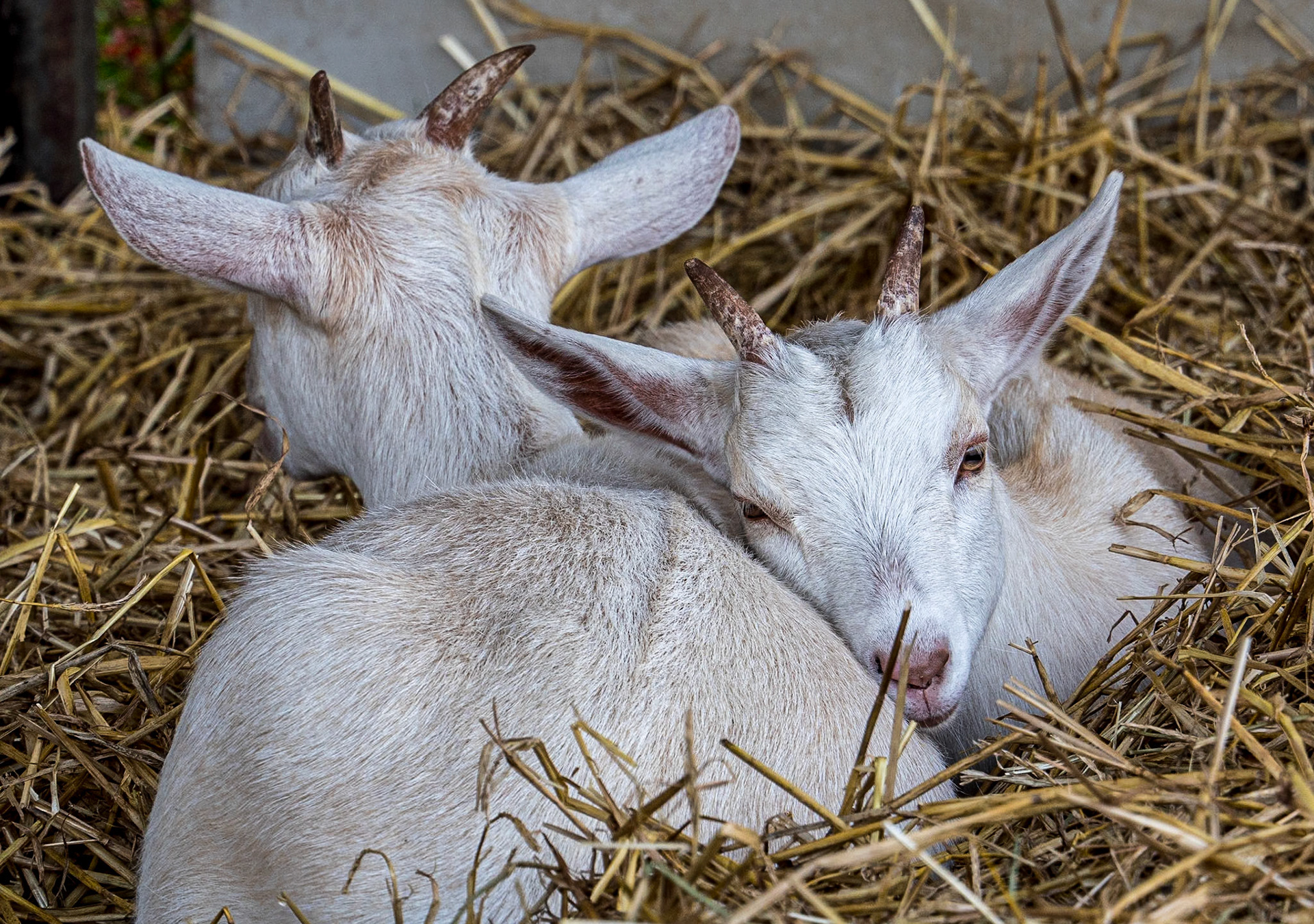 Grounds of Newbridge House, Co Dublin, 21 Sep 2020