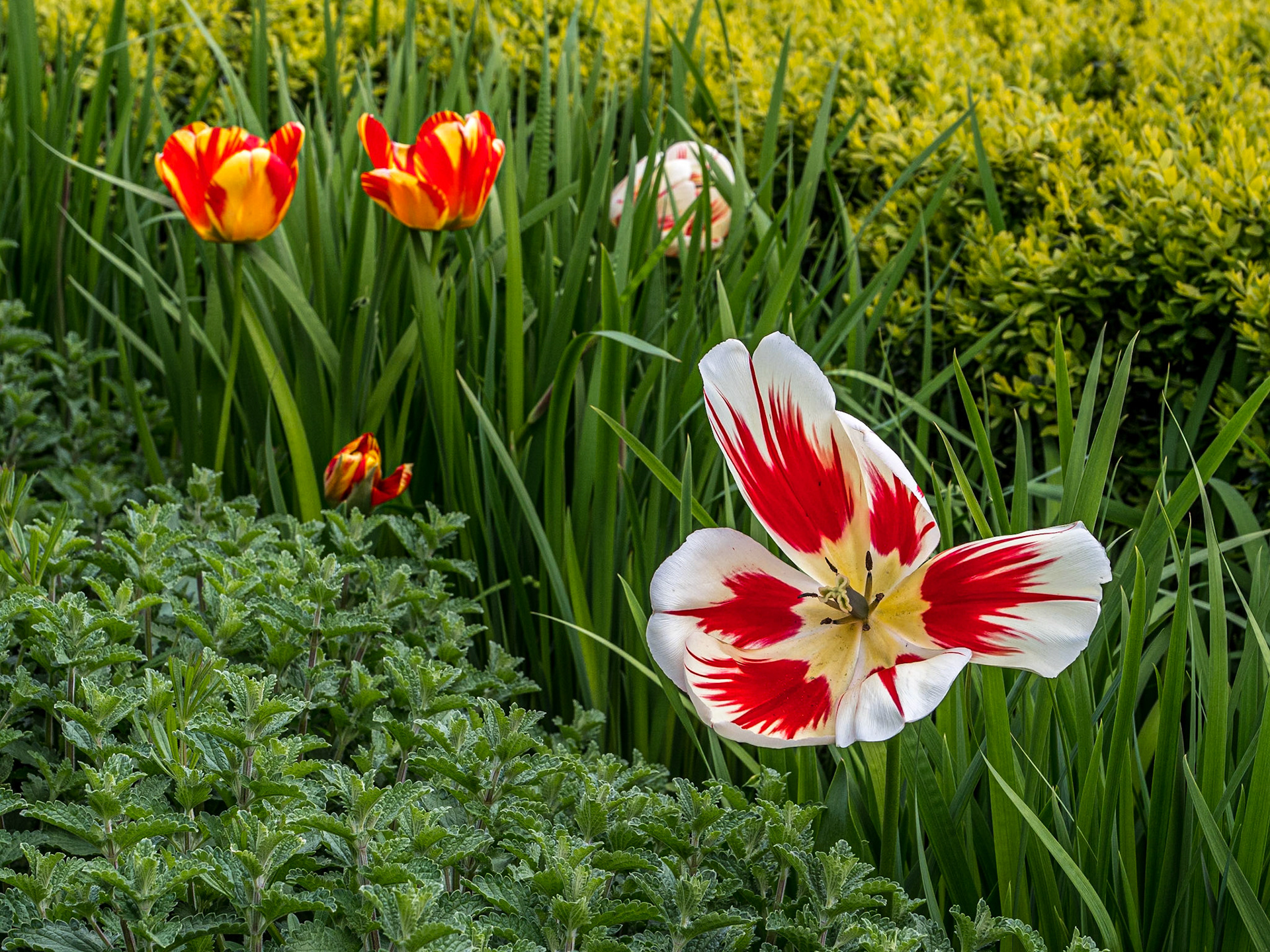The Gardens at the RHK, Dublin, 25 Apr 2023