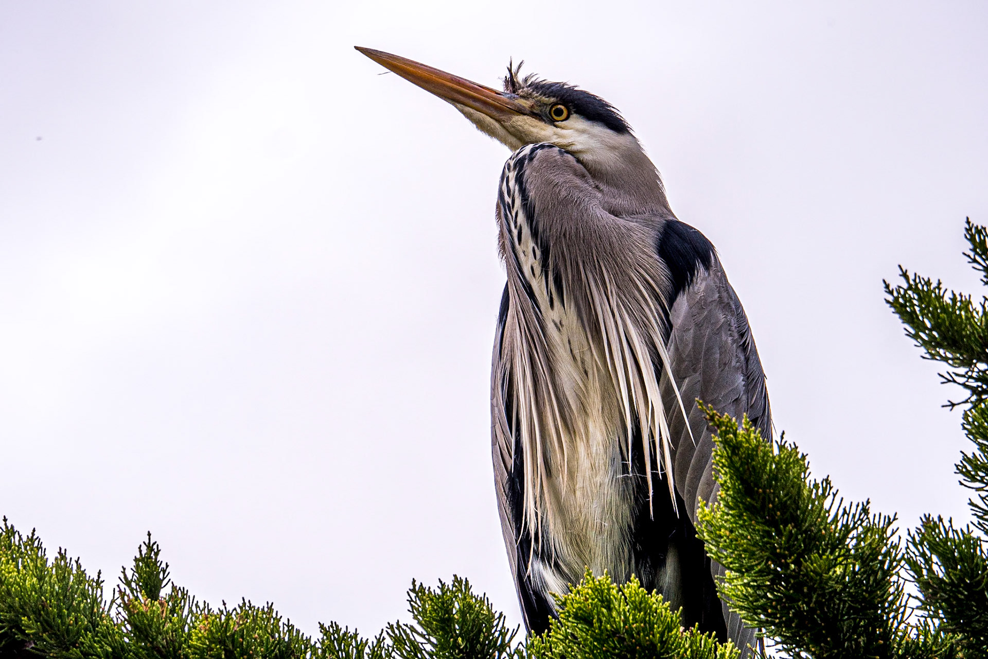 Heron, Corkagh Park, Co Dublin, 31 Mar 2020