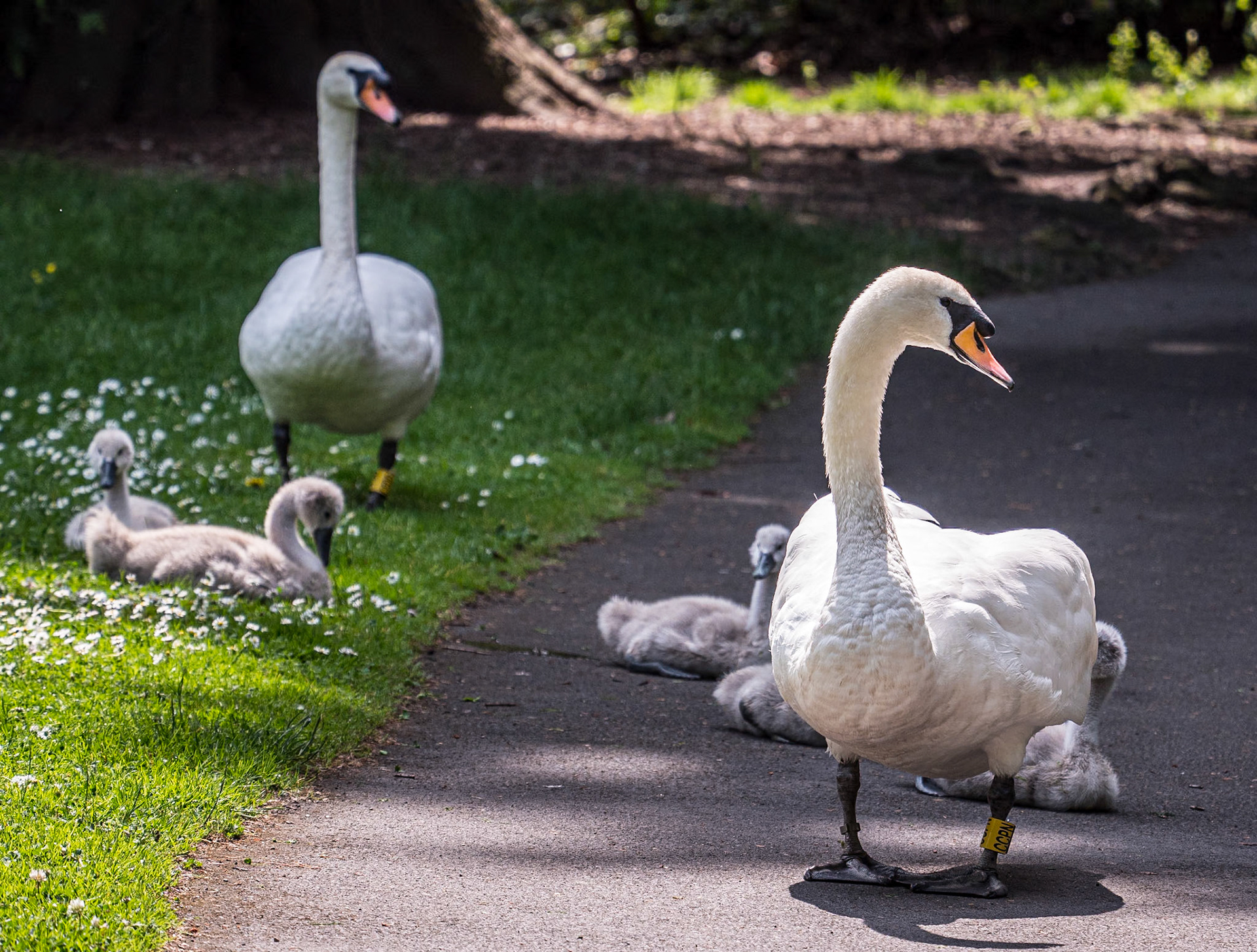 Botanic Gardens, Co Dublin, 21 Jun 2023