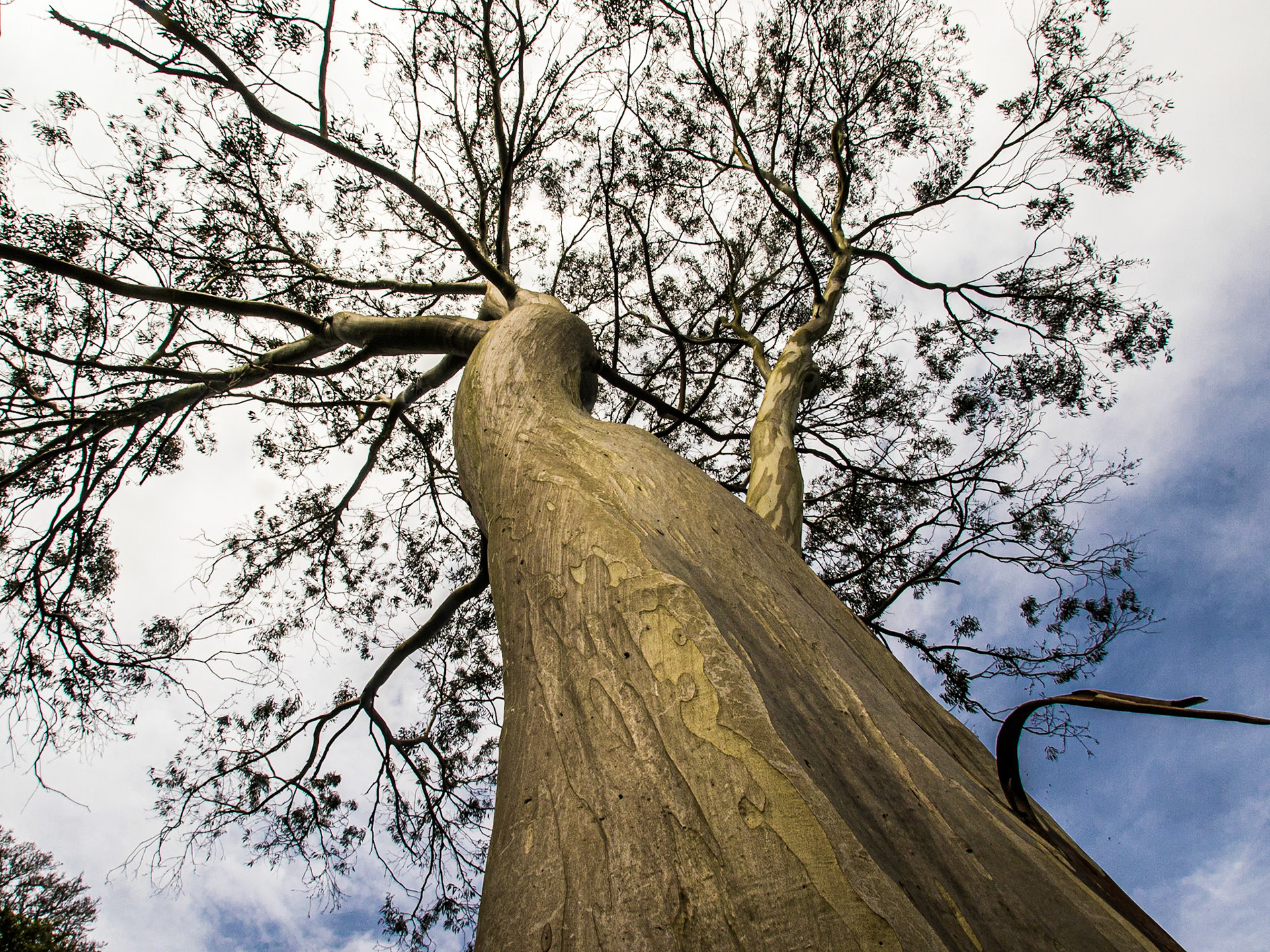 Eucalyptus, Mount Usher gardens, 20 Apr 2014