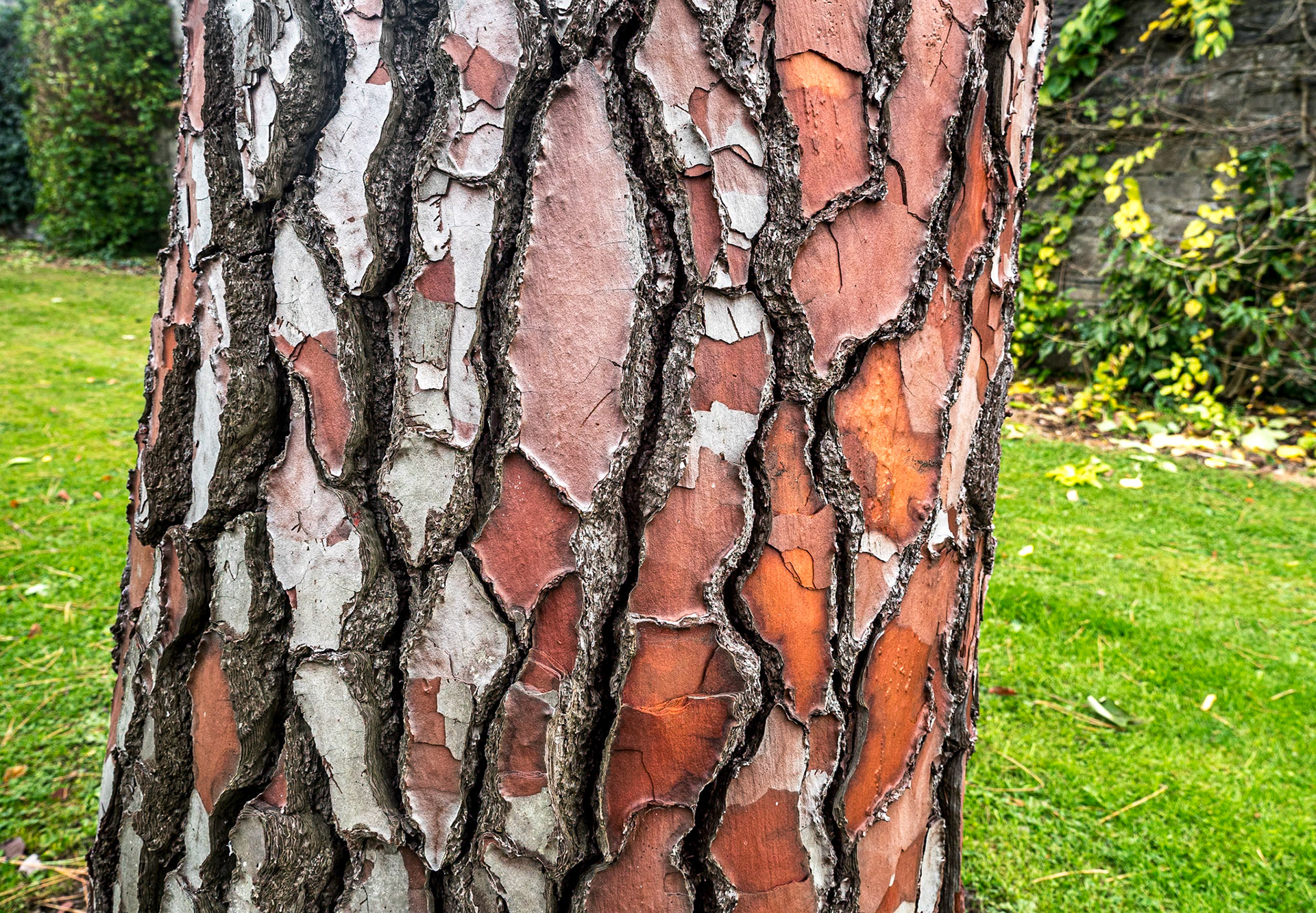 Botanic Gardens, Dublin, 13 Oct 2020