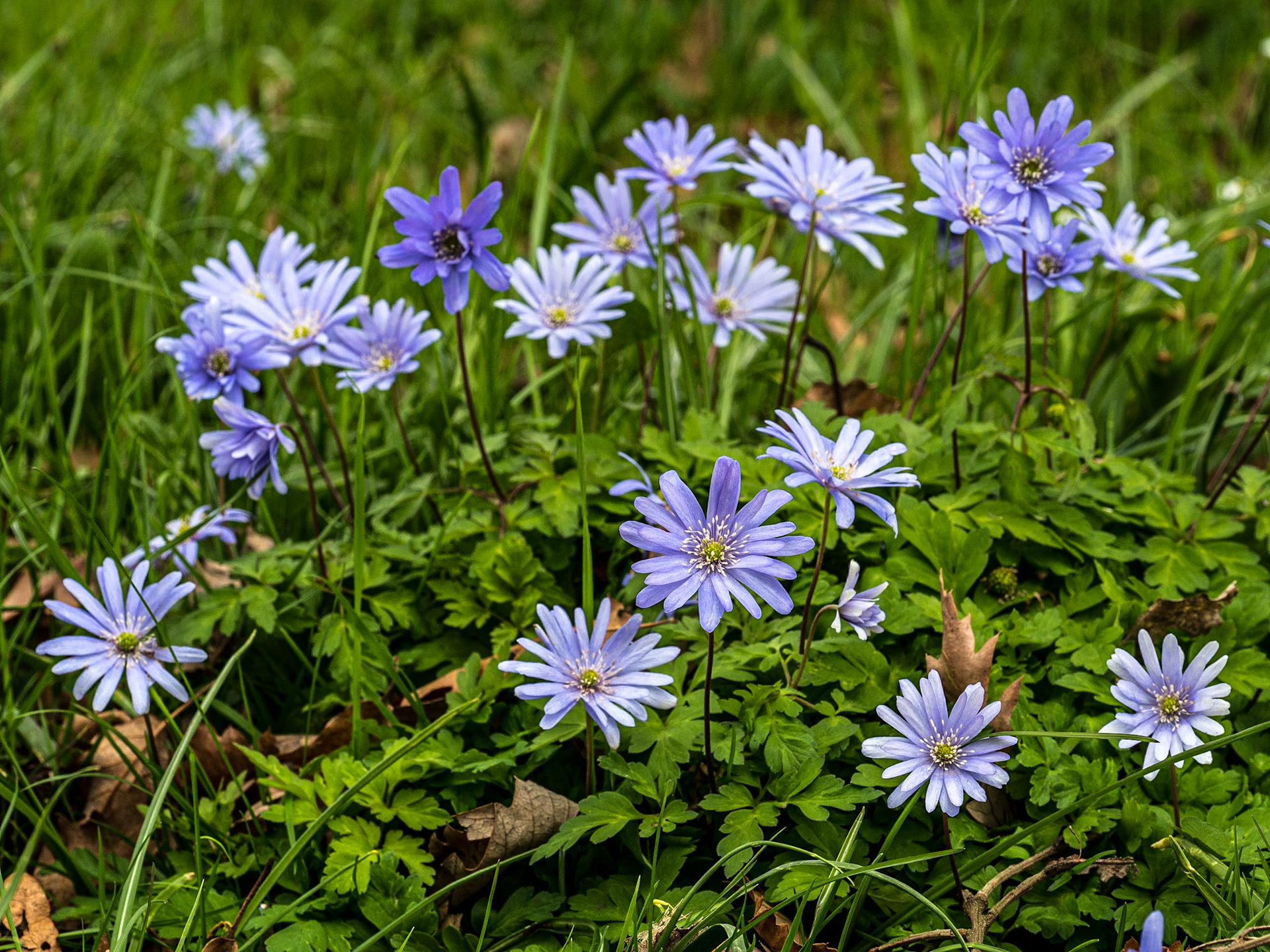 Botanic Gardens, Dublin, 13 Apr 2021