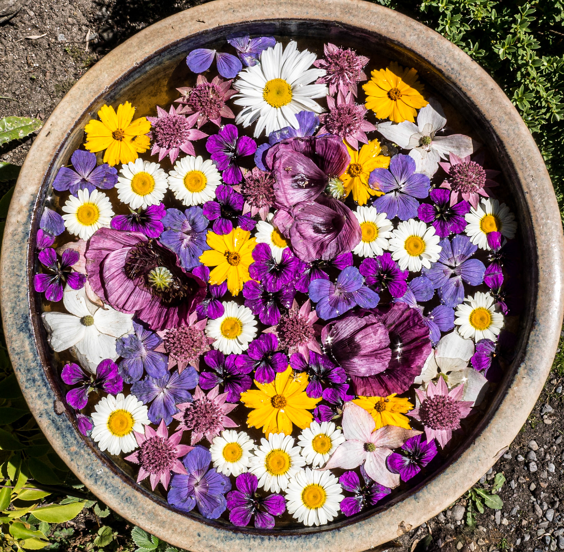 Mount Venus Garden Centre, Co Dublin, 30 Jun 2014