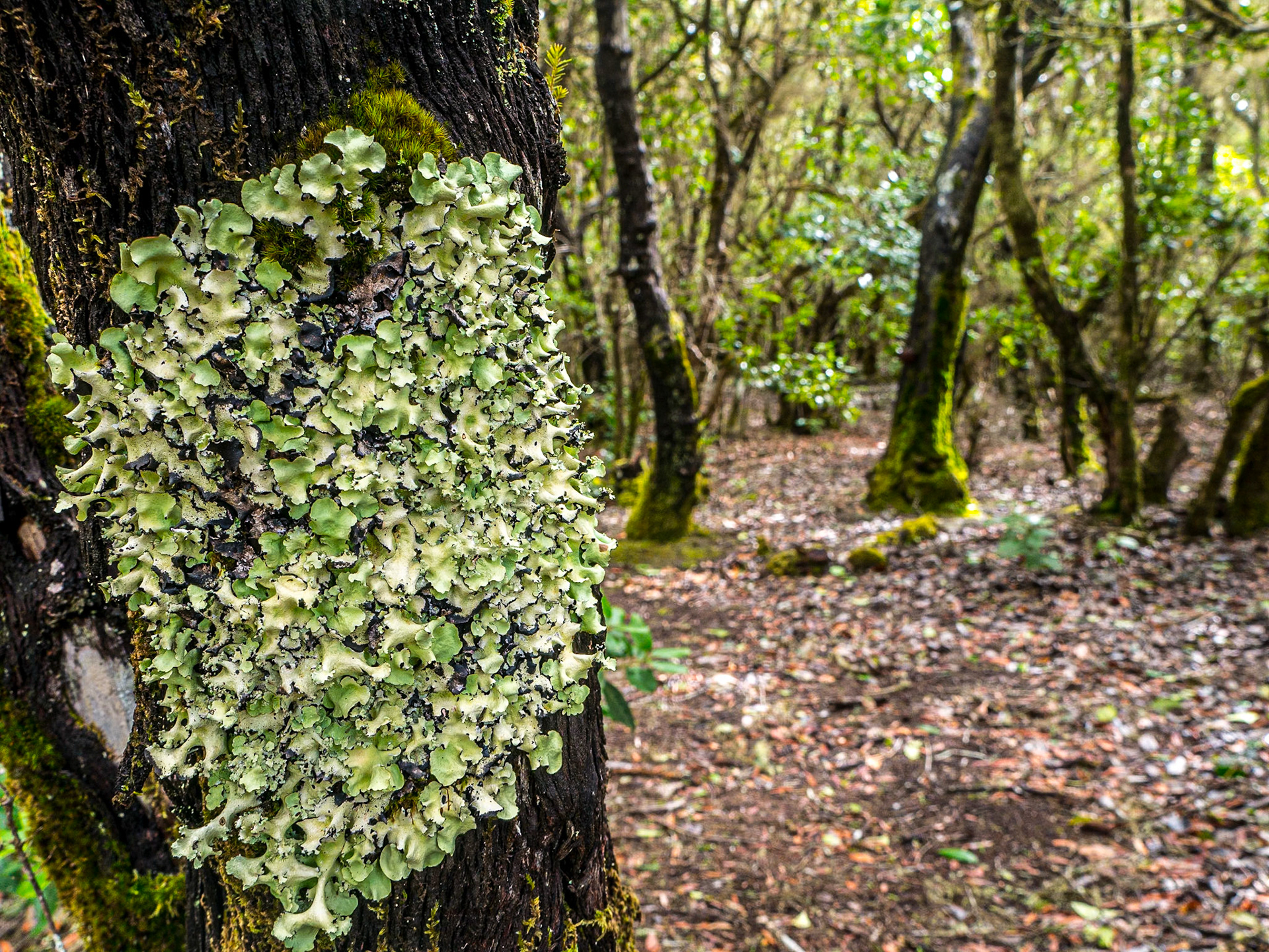 Near Arure, La Gomera, 1 Feb 2018