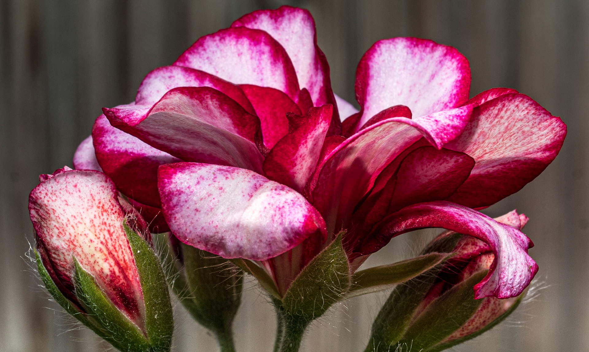 Back garden, 29 May 2020