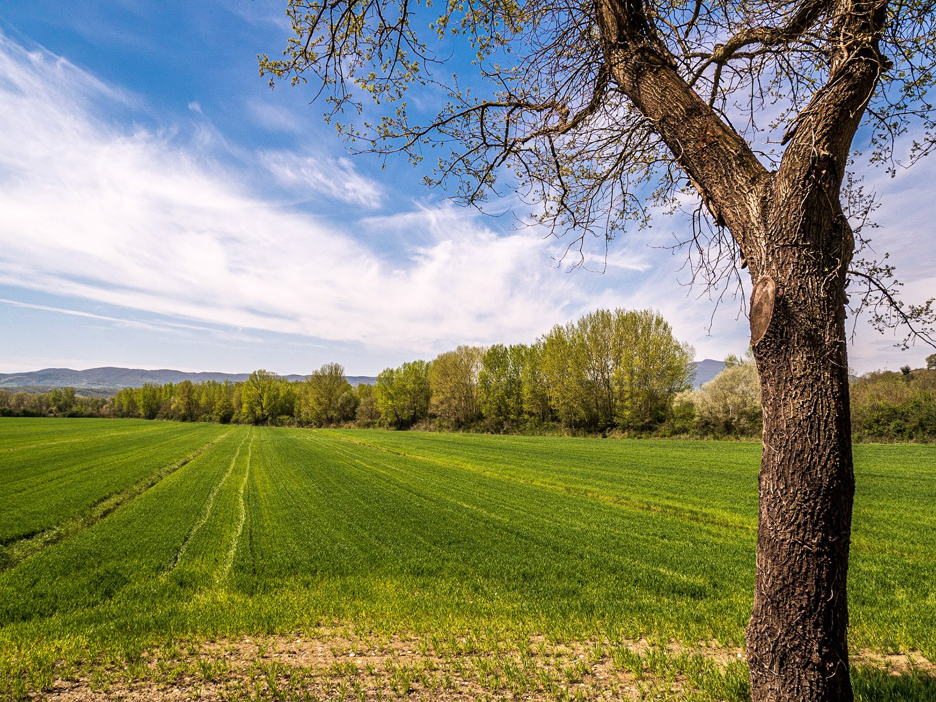 Between Fabro Scalo and Chiusi Scalo, 19 Apr 2015