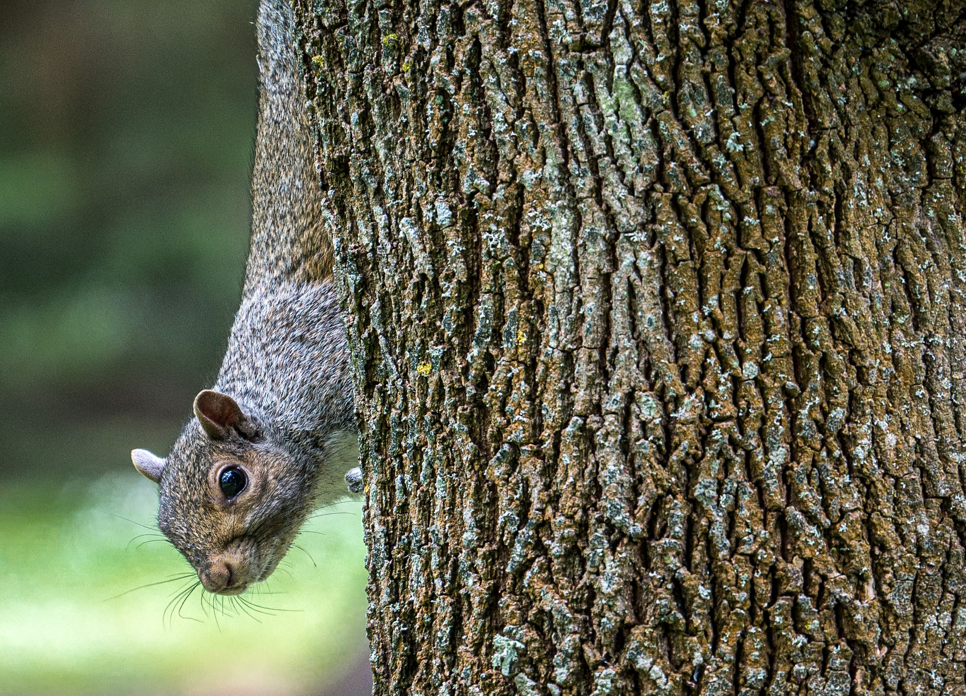 Squirrel, Botanic gardens, Dublin, 25 Jun 2015