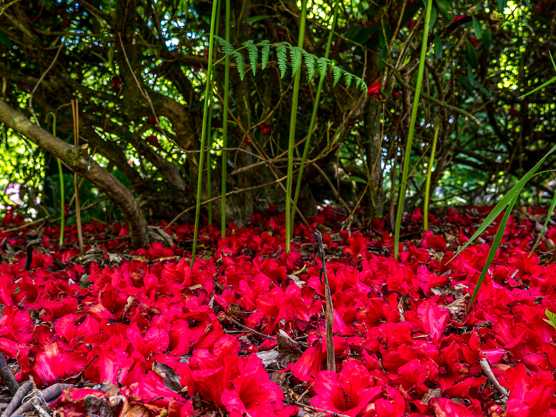 Russborough Demesne, Co Wicklow, 4 Jun 2021