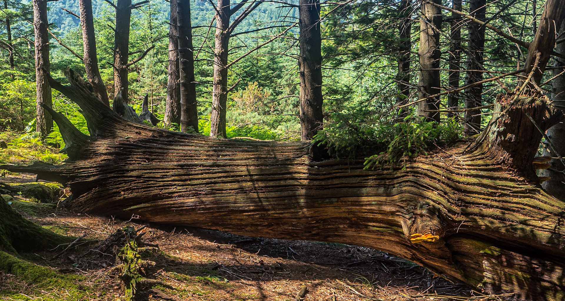 Djouce Woods, Co Wicklow, 20 Jun 2025