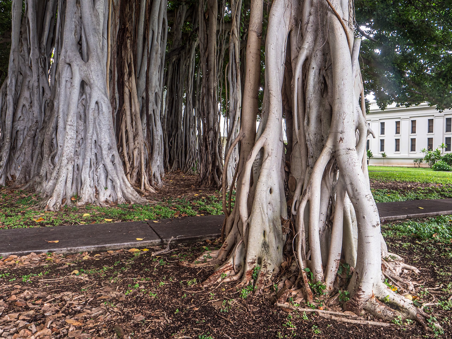 Grounds of Iolani Palace, Honolulu, 30 Jan 2024