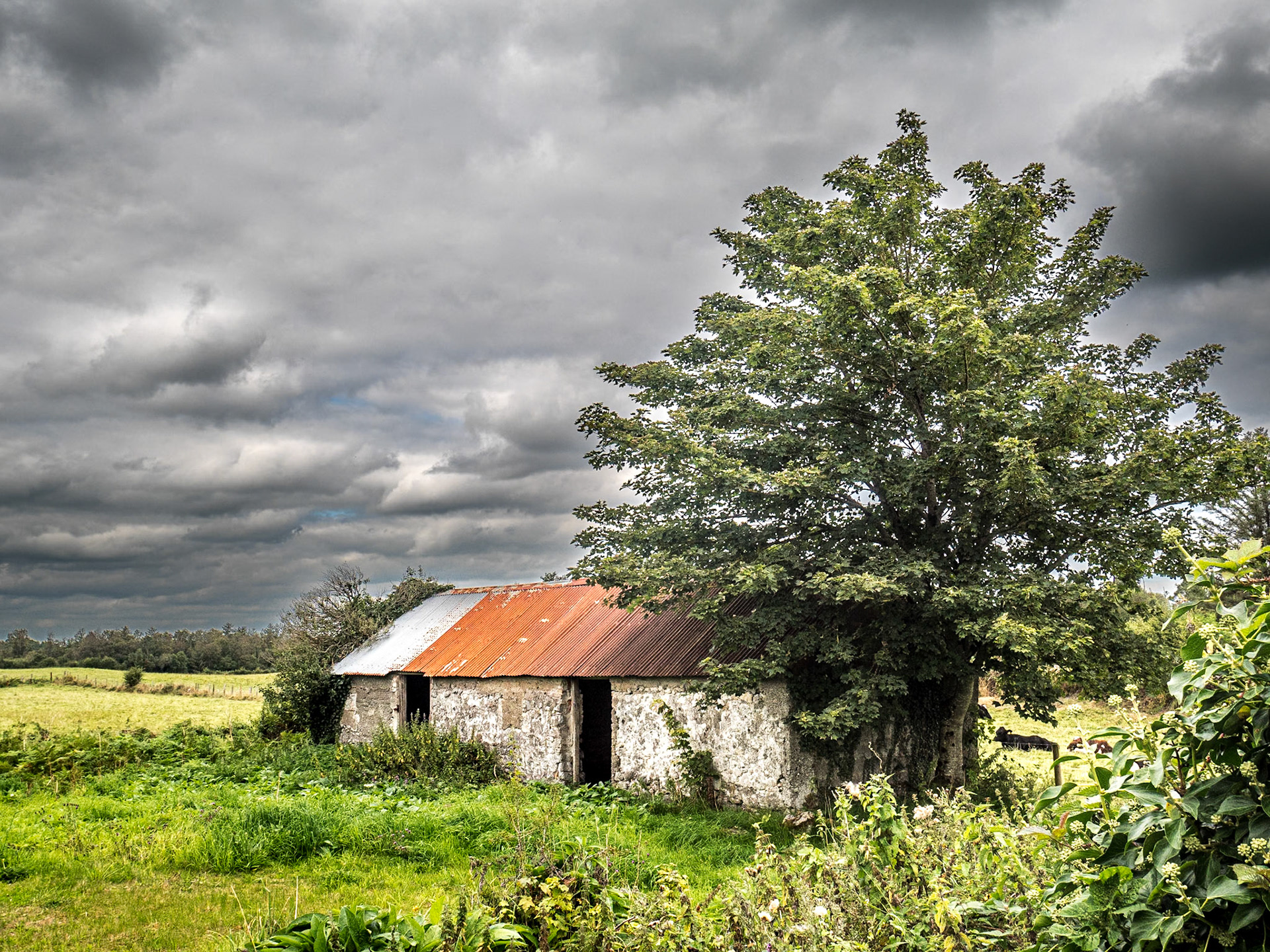 Near Birr, Co Offaly, 31 Aug 2021