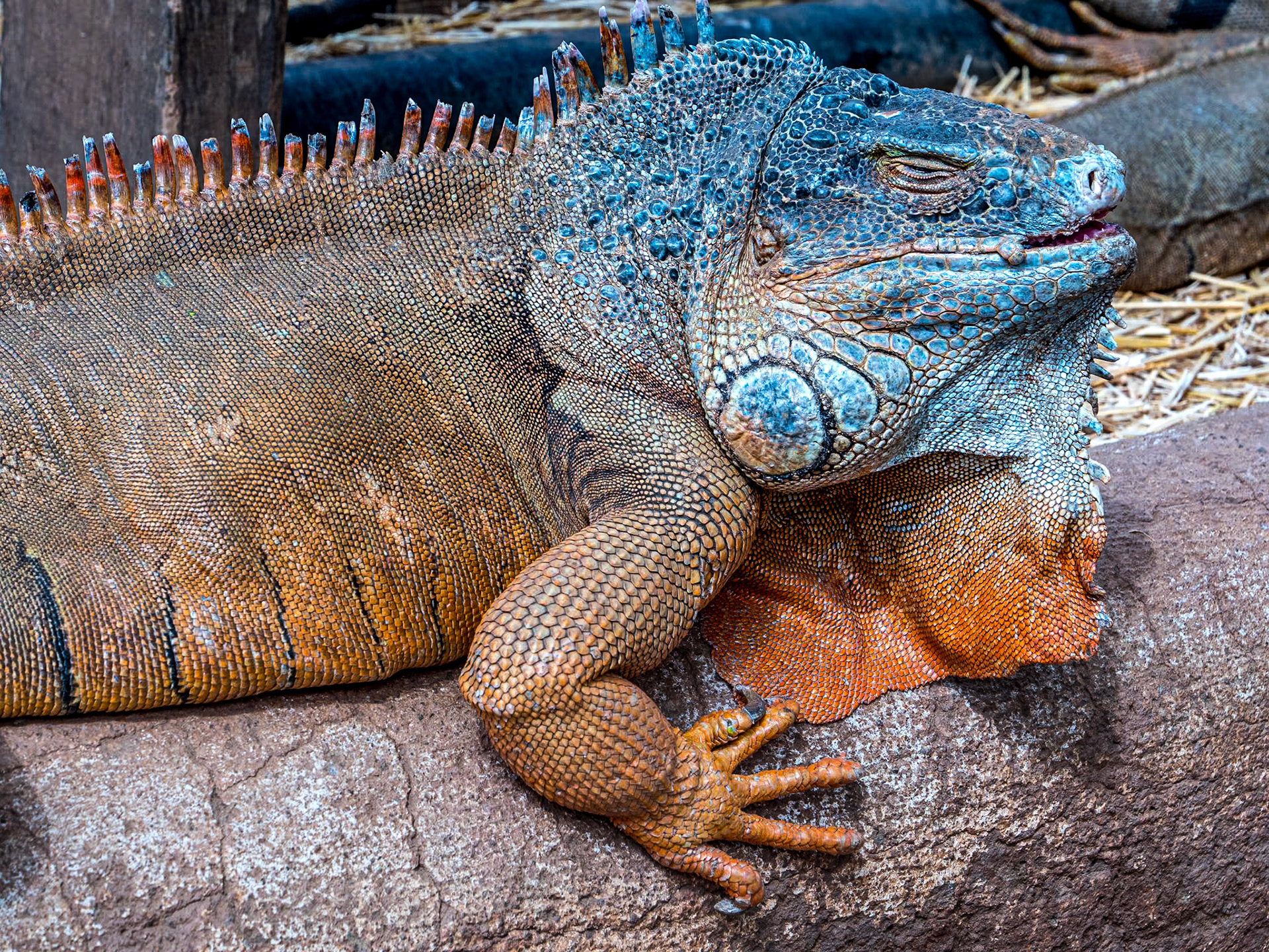 Lizard, Monkey Park, Tenerife, 1 Mar 2023